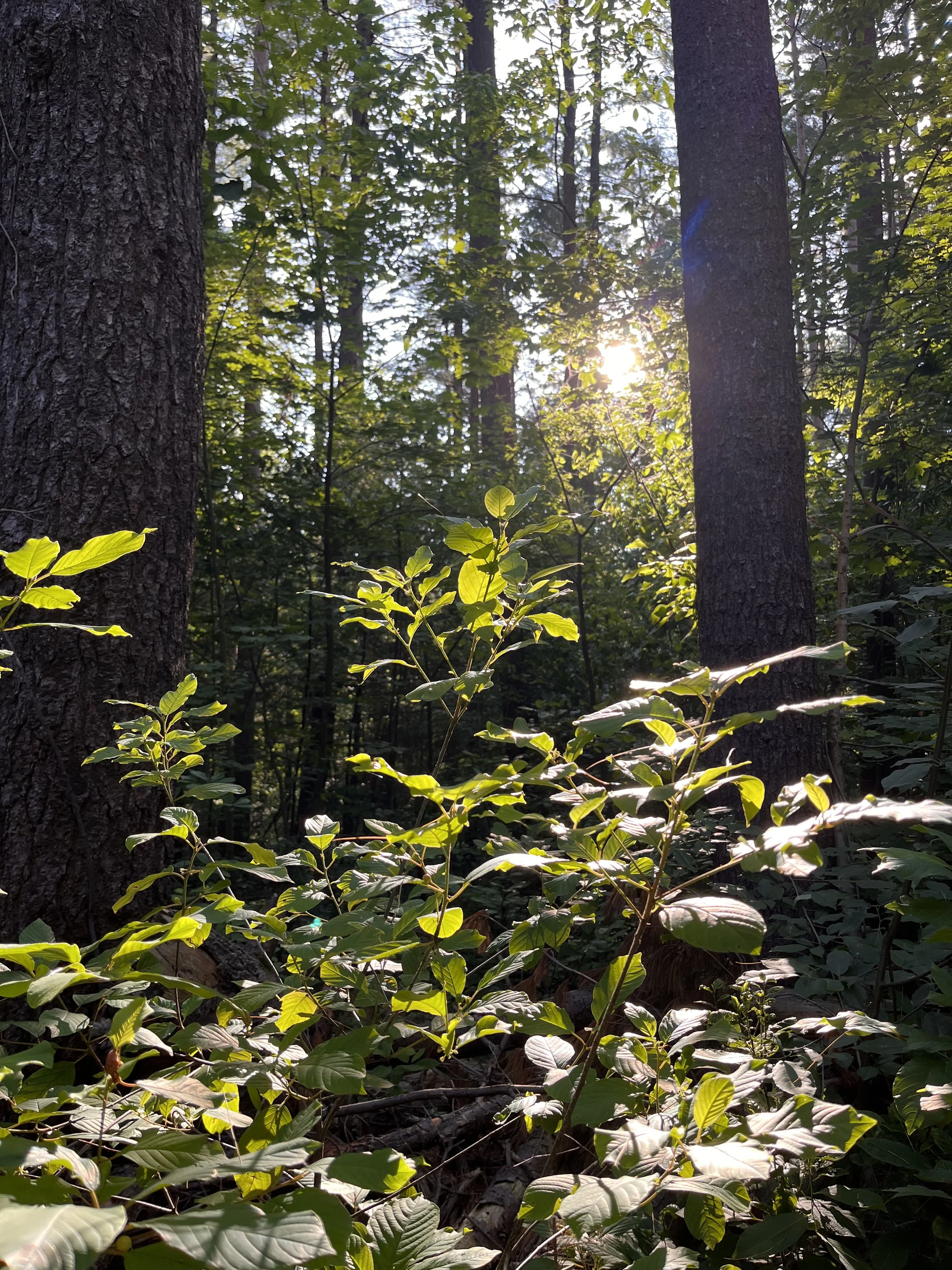 Understory