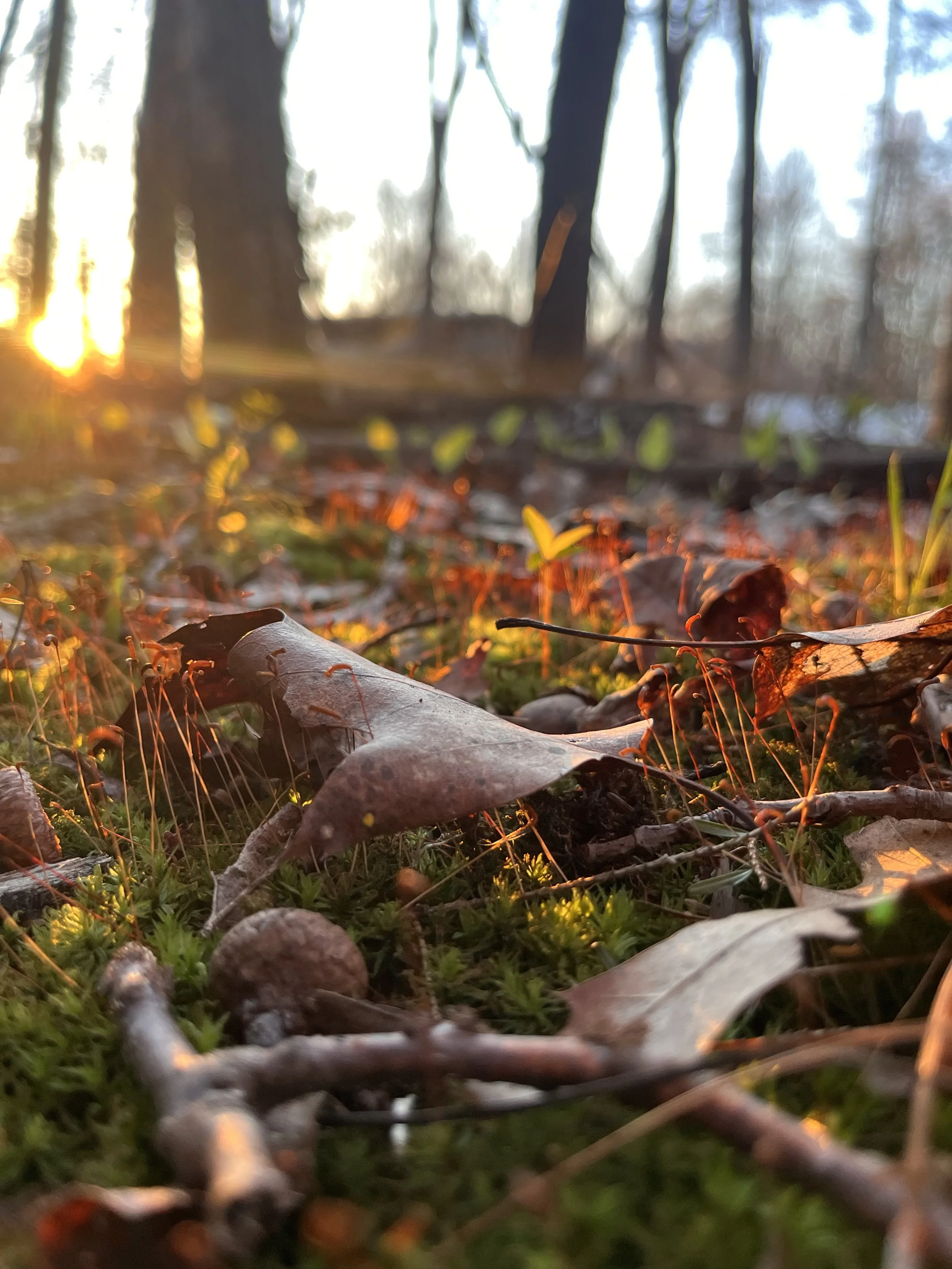 Forest Floor