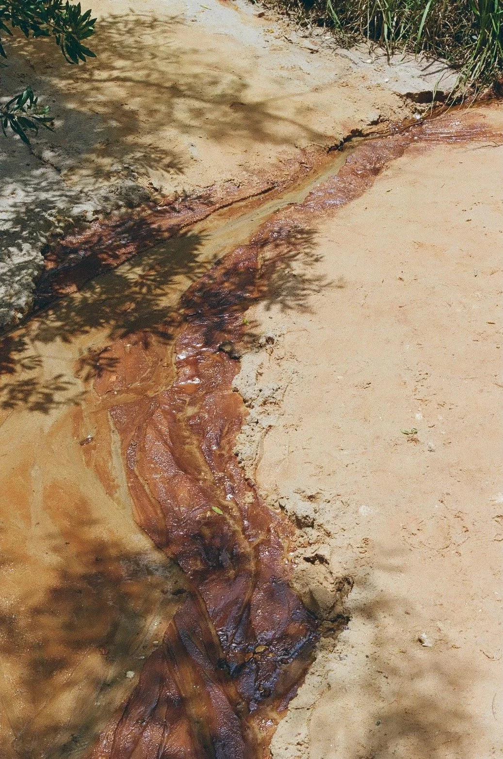 Glimps of nature, Alabama, USA, 2024