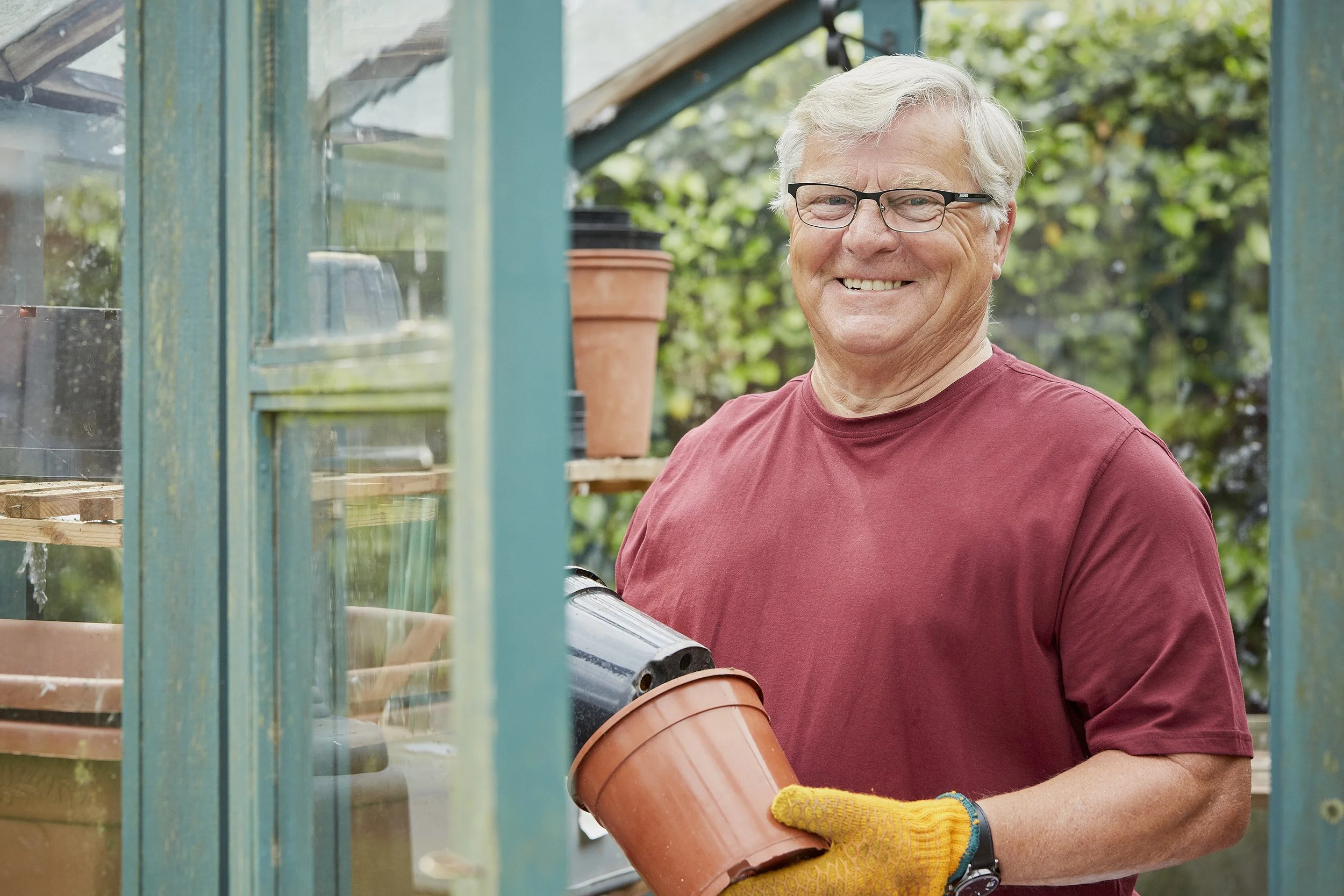 An elderly man with gray hair, wearing glasses, a maroon shirt, and yellow gardening gloves, working in a greenhouse or garden area, holding a large orange terracotta pot.