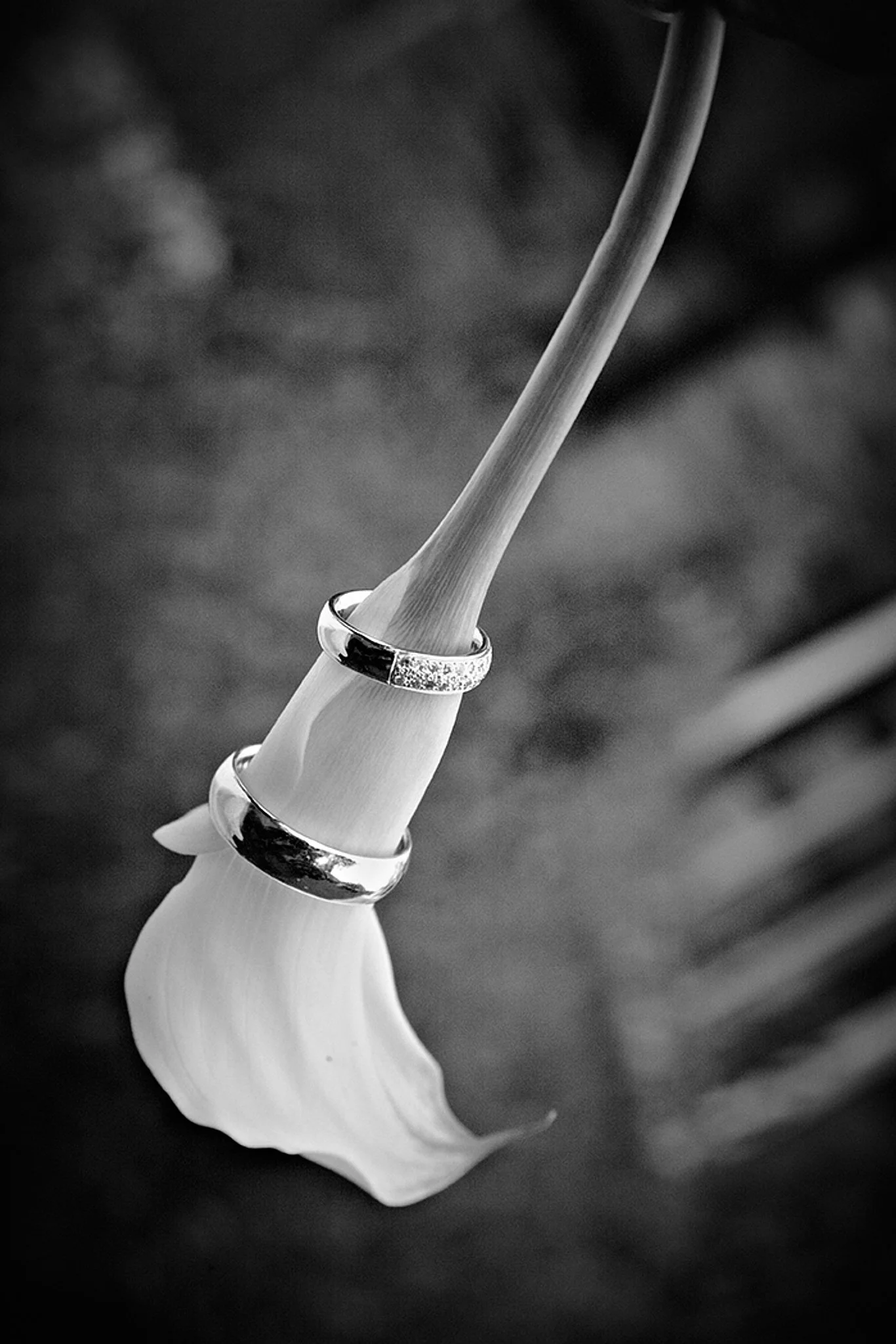 A black and white photograph of a flower stem with two rings placed on it, one with small diamonds, and a larger, plain ring. The flower's petal is visible at the bottom of the image.