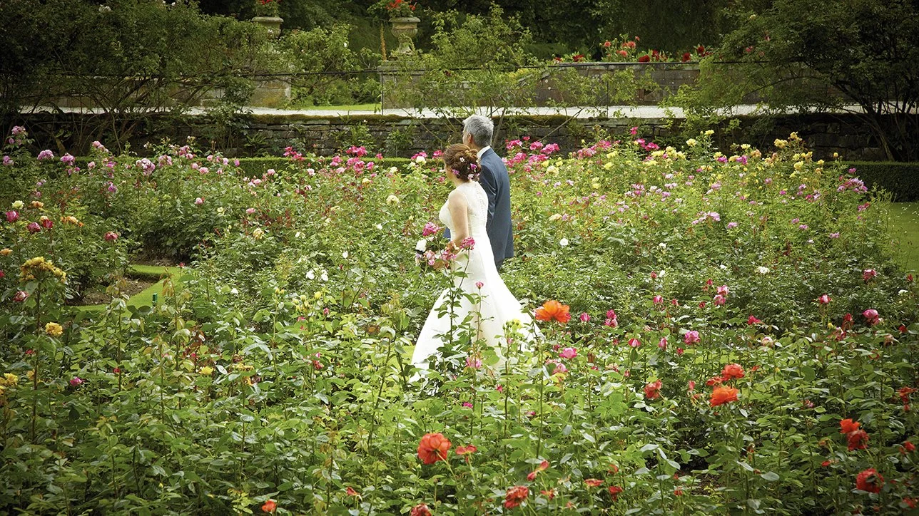 A bride and groom walking through a garden filled with blooming pink, white, and orange roses.