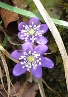IMG_5284.jpeg