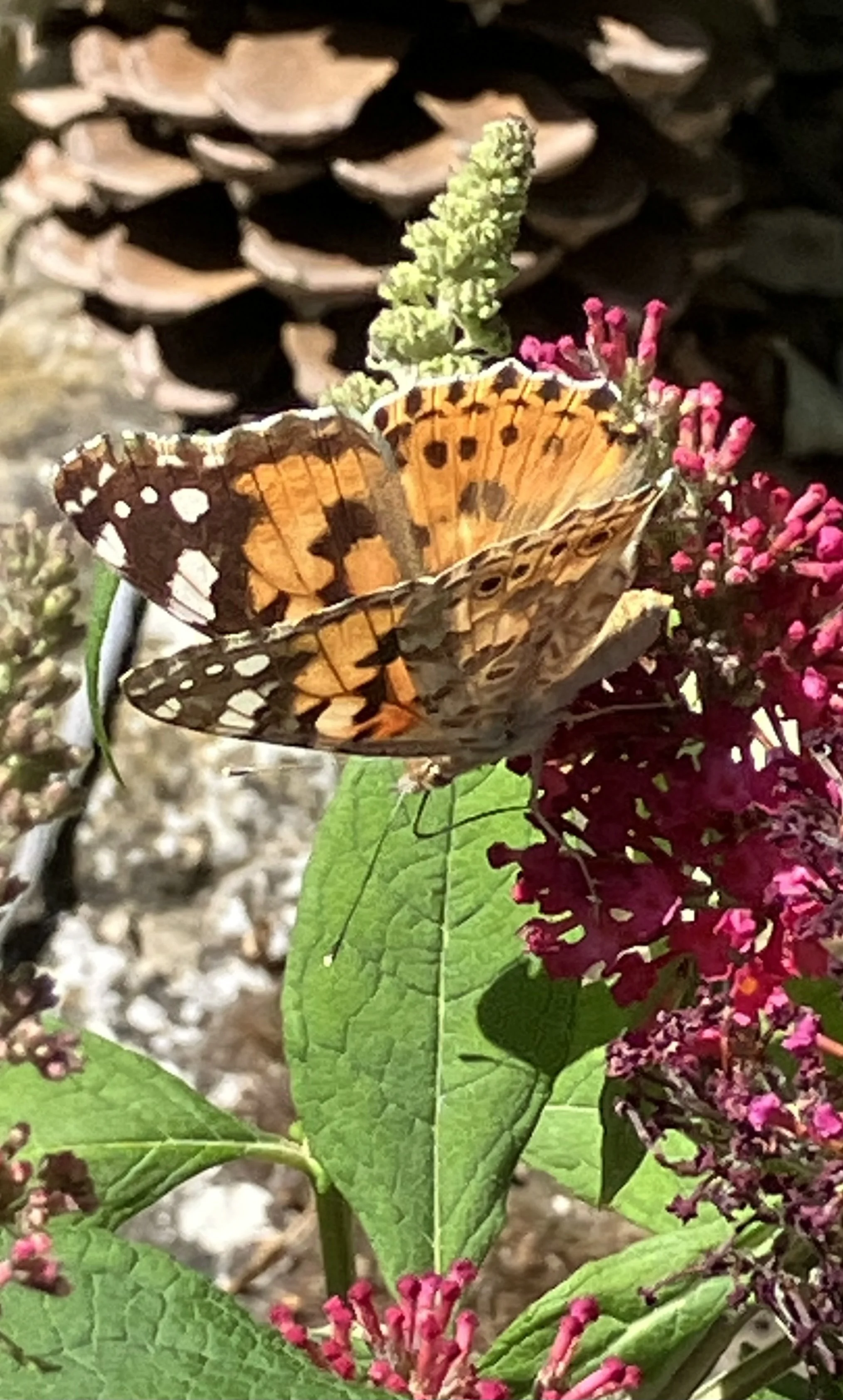 IMG_3129.jpeg
