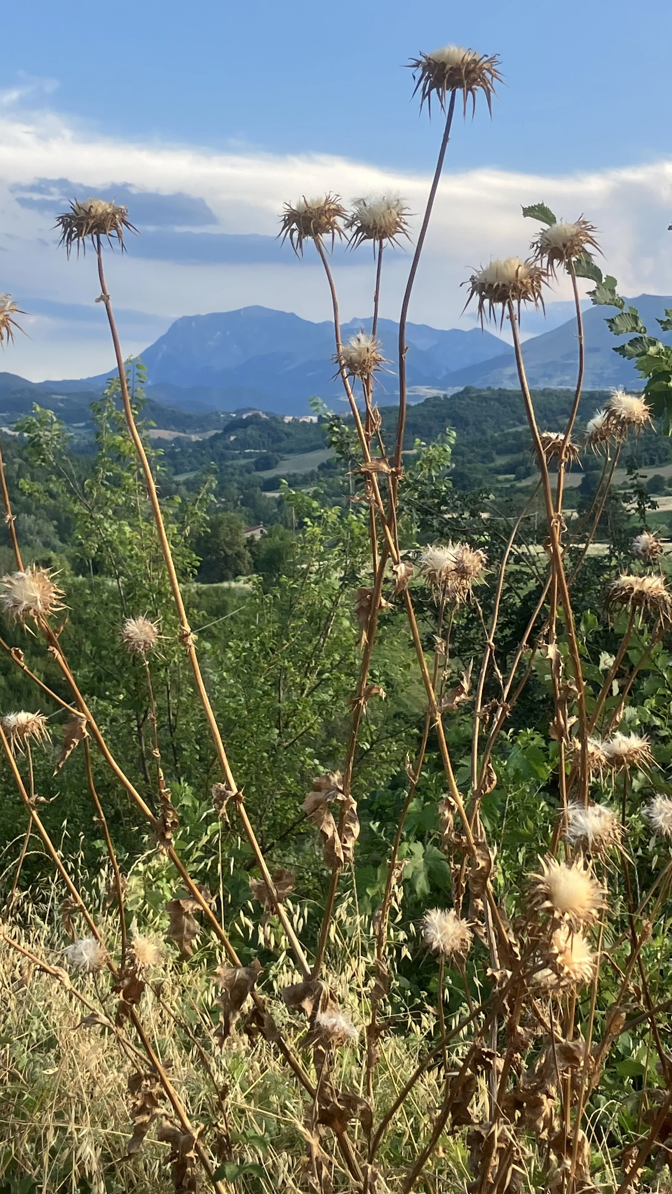 IMG_4028.jpeg