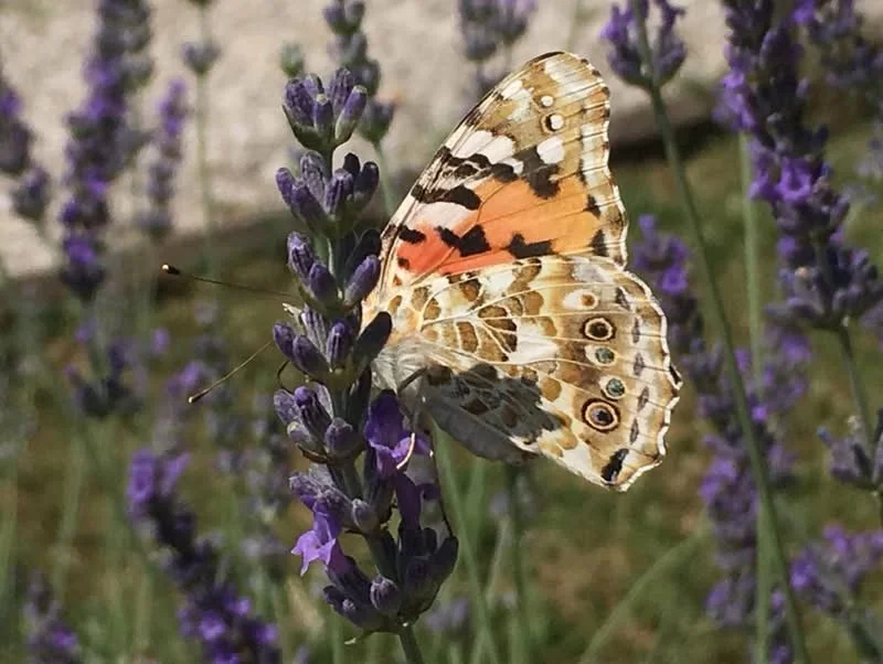 Flora e Fauna