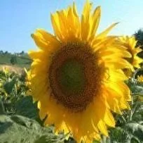 IMG_5307.jpeg