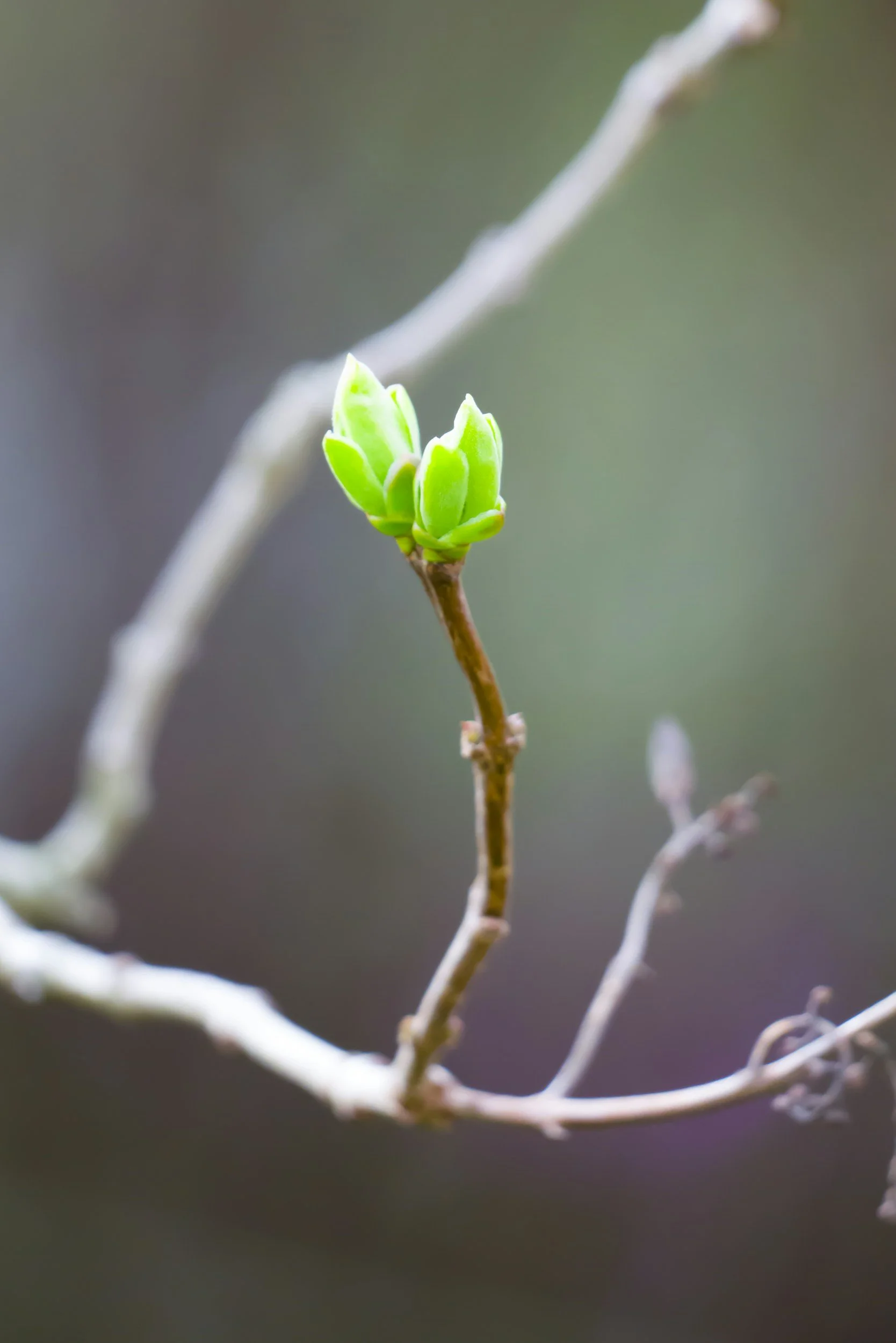 Close-up of a small green leaf emerging from a plant stem with a blurred background.