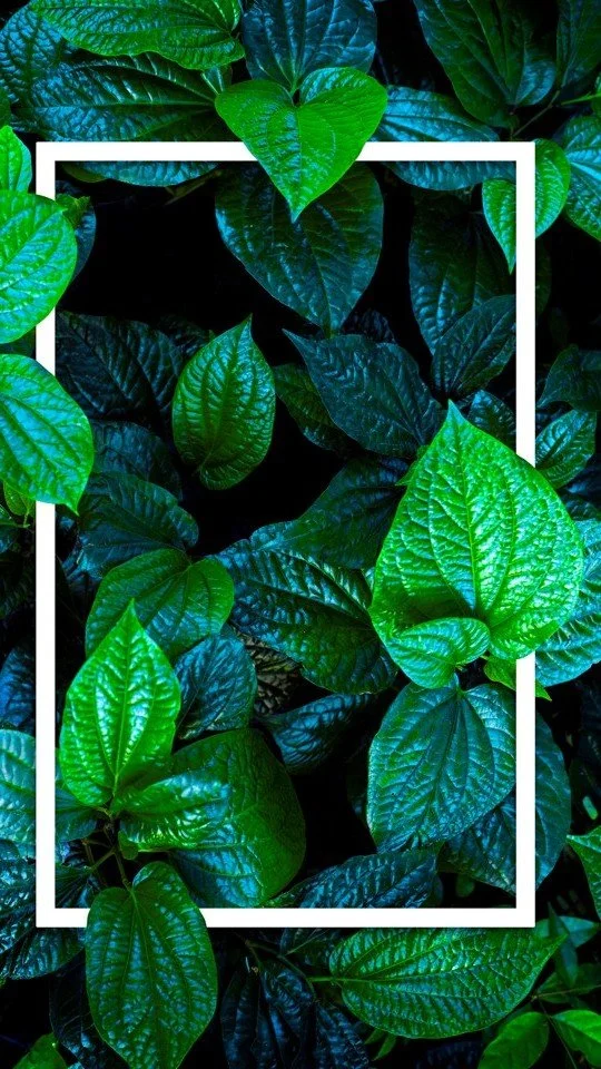Close-up of dark green and bright green leaves with prominent veins, some shaped like hearts, arranged around a white rectangular frame.