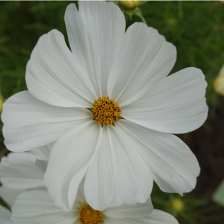 Close-up of a white flower with a yellow center
