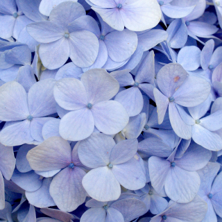 Close-up of light purple and blue hydrangea flowers.