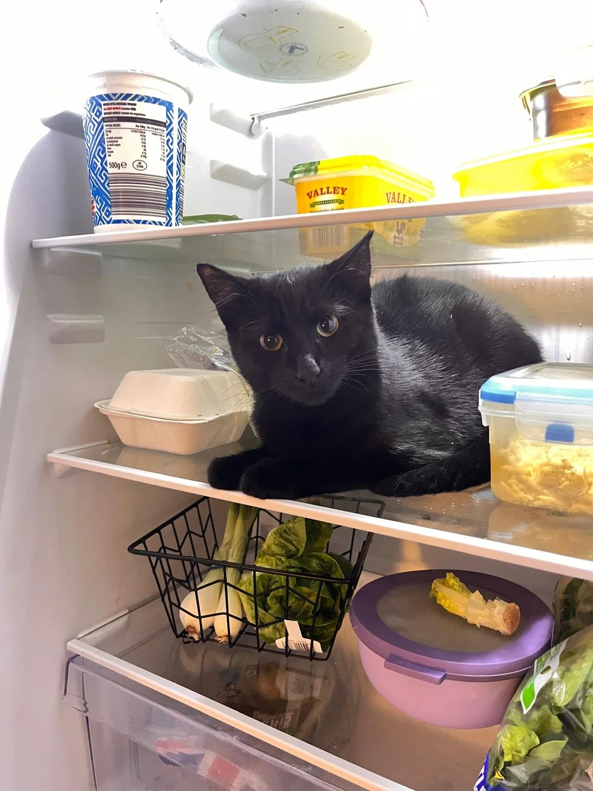A black cat lying on a shelf inside a refrigerator surrounded by food containers, vegetables, and snacks.
