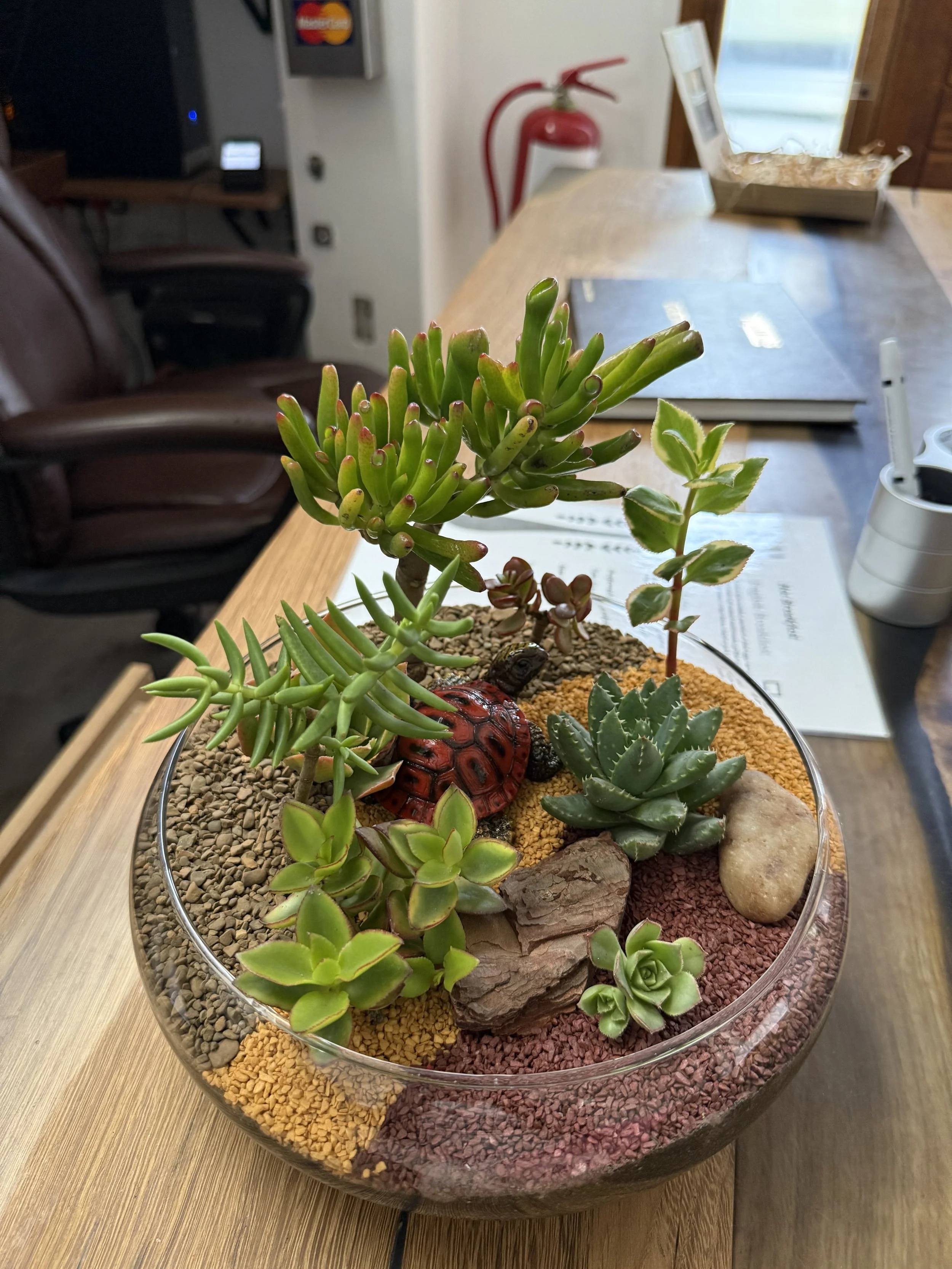 Ivy League's Bubble Gardens. Red tortoise. Office Desk