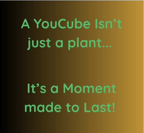 A YouCube isn't just a plant its a moment made to last!