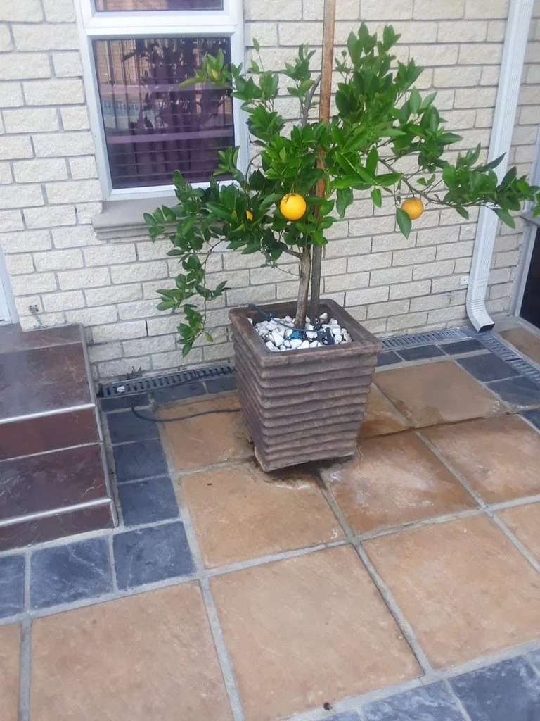 0A735B5D-D744-49E3-A834-A7F4DF01DE0F_1_105_c.jpeg