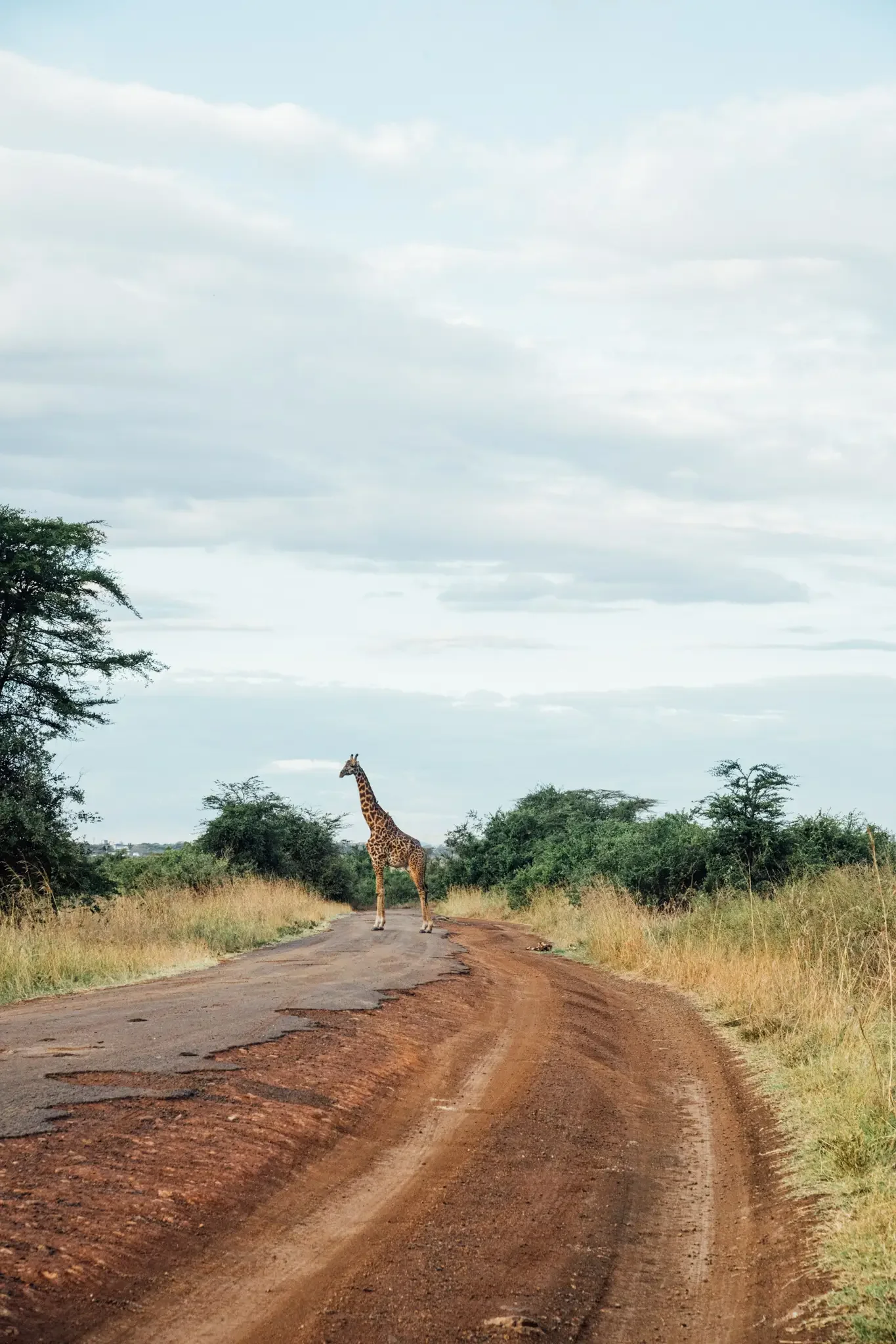 Kenya Masai Mara Safari Photography (11).webp
