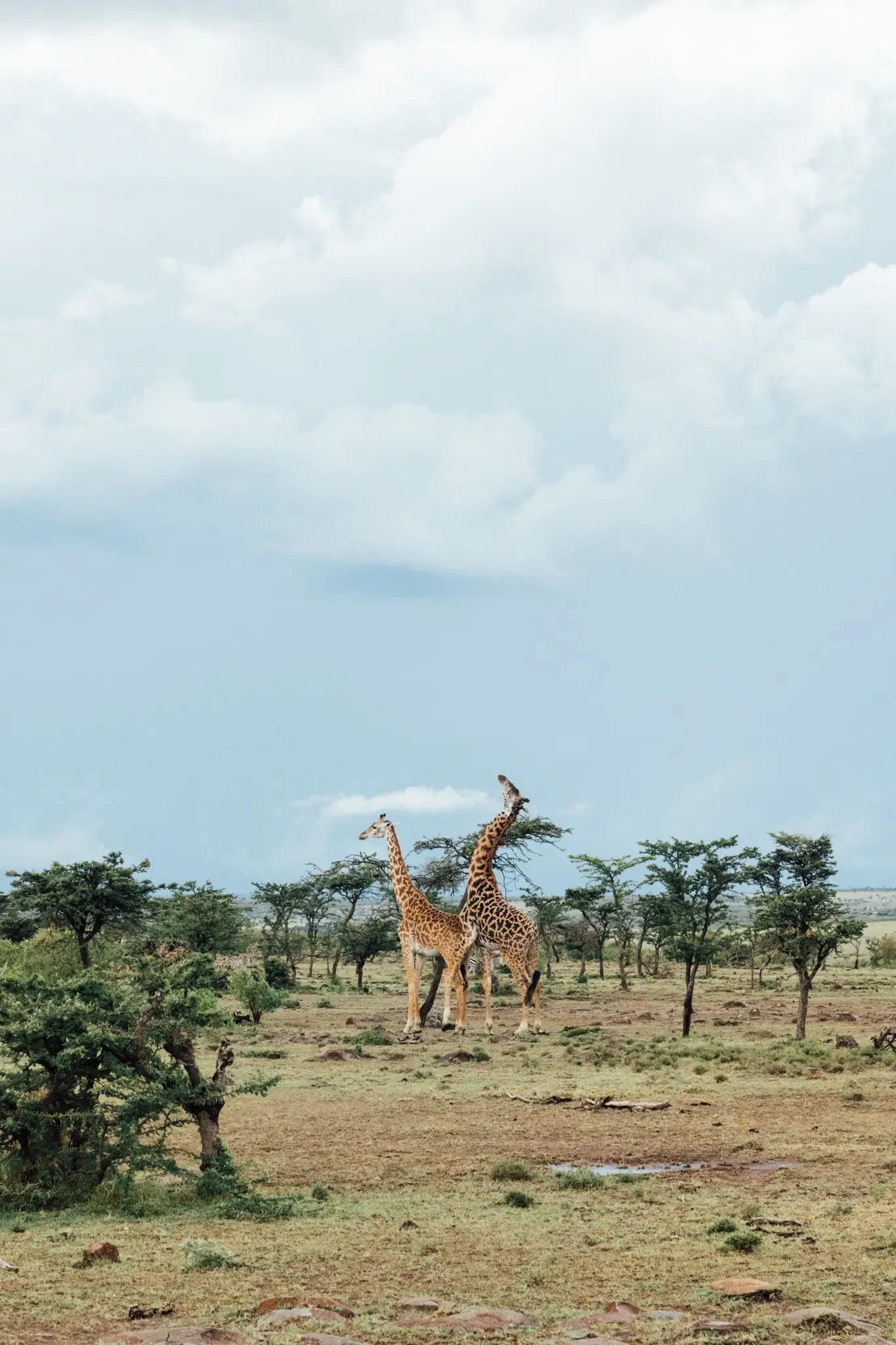 Kenya Masai Mara Safari Photography (12).webp