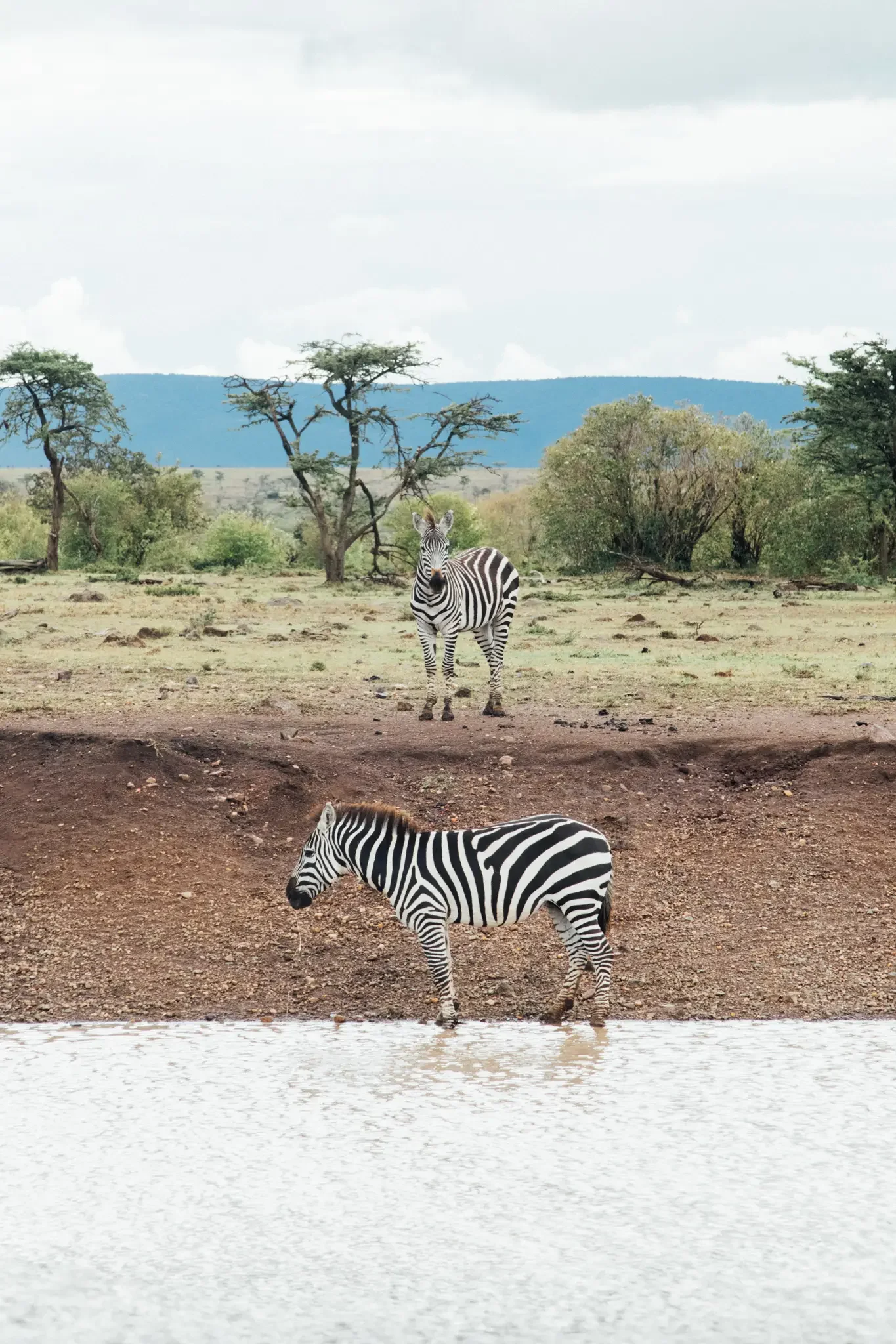 Kenya Masai Mara Safari Photography (13).webp