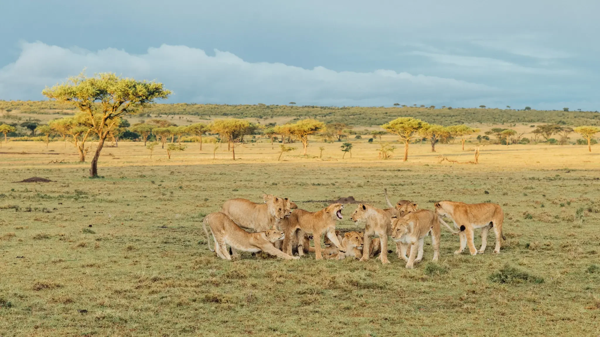 Kenya Masai Mara Safari Photography (14).webp
