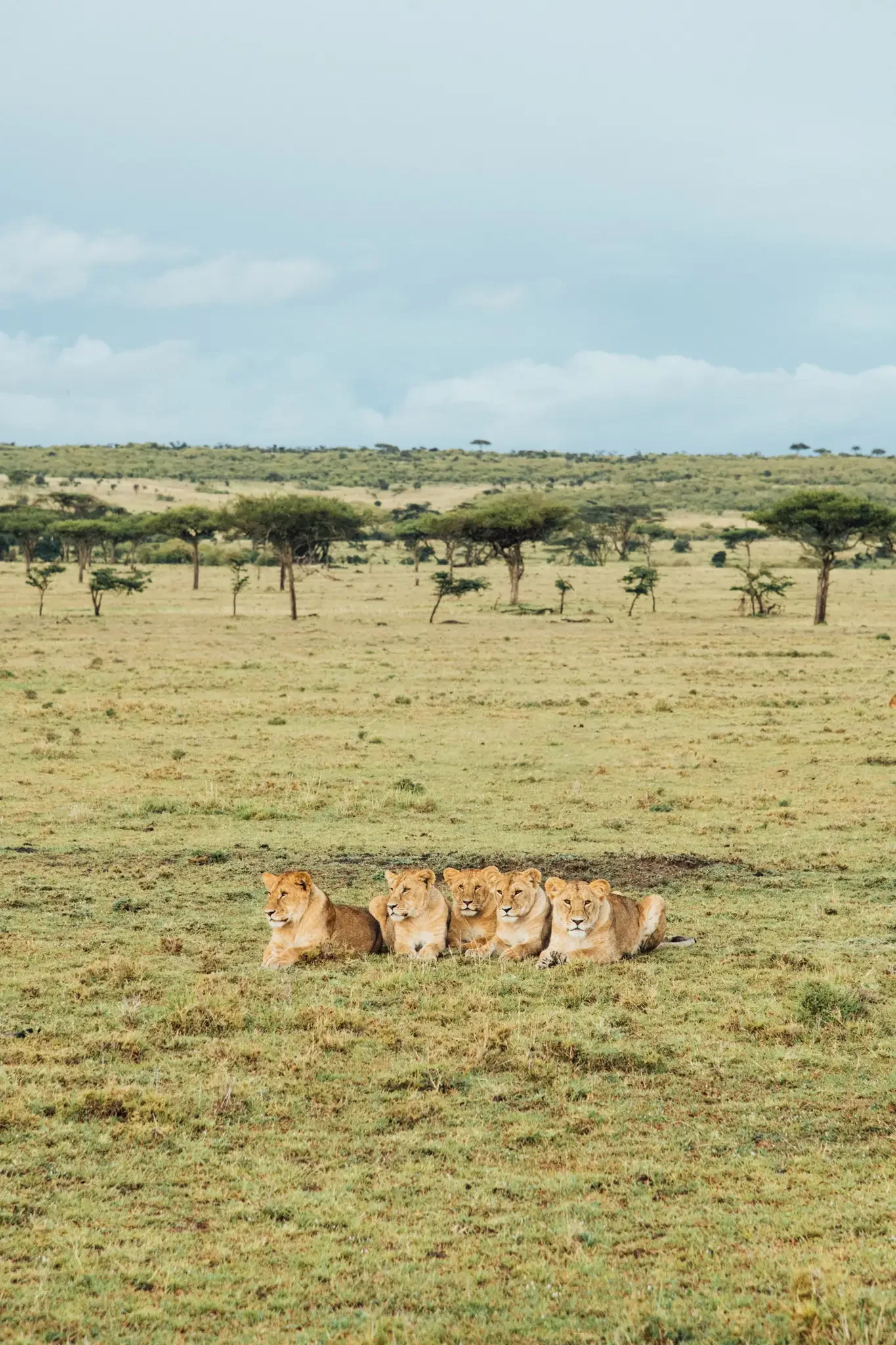 Kenya Masai Mara Safari Photography (15).webp