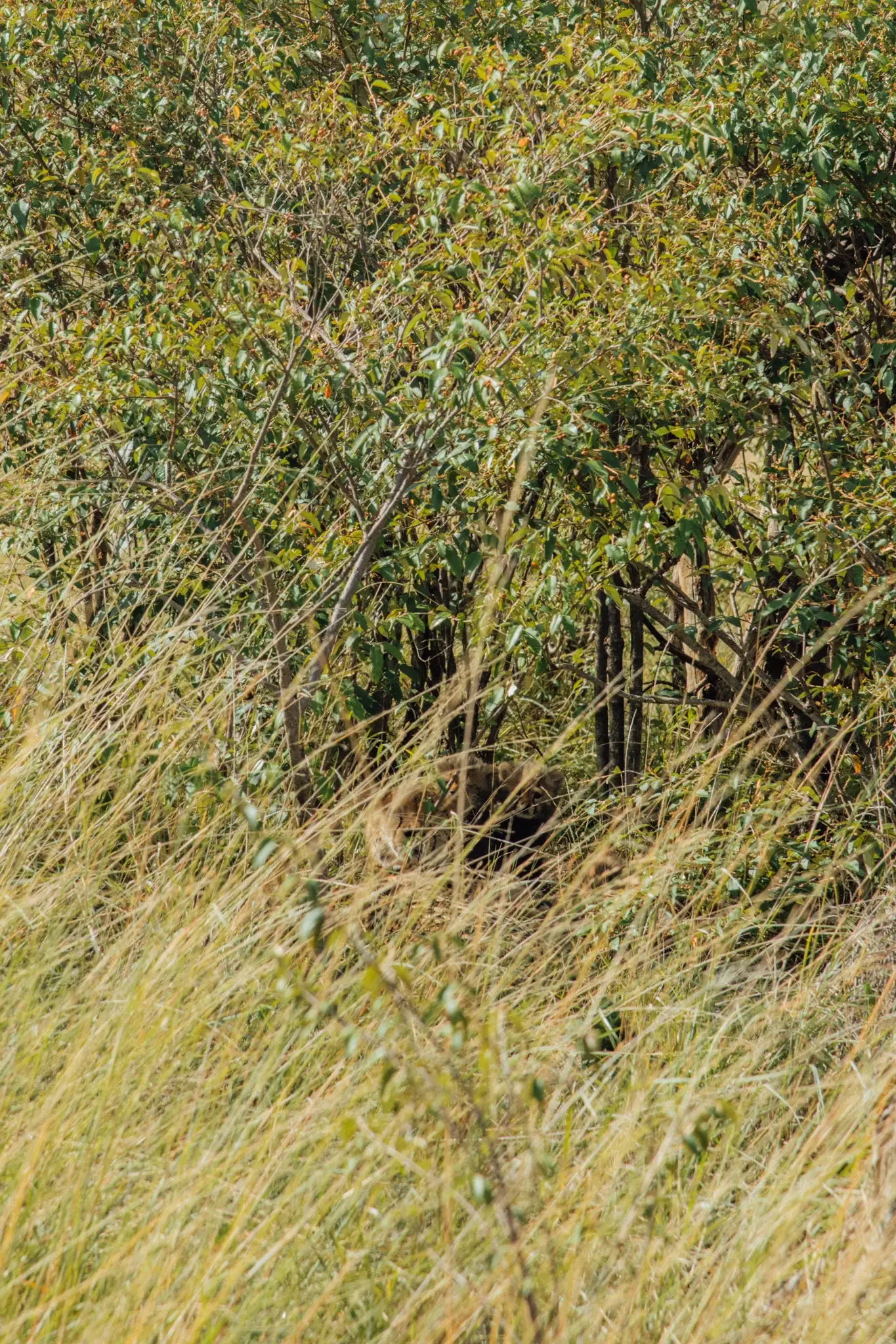 Kenya Masai Mara Safari Photography (16).webp