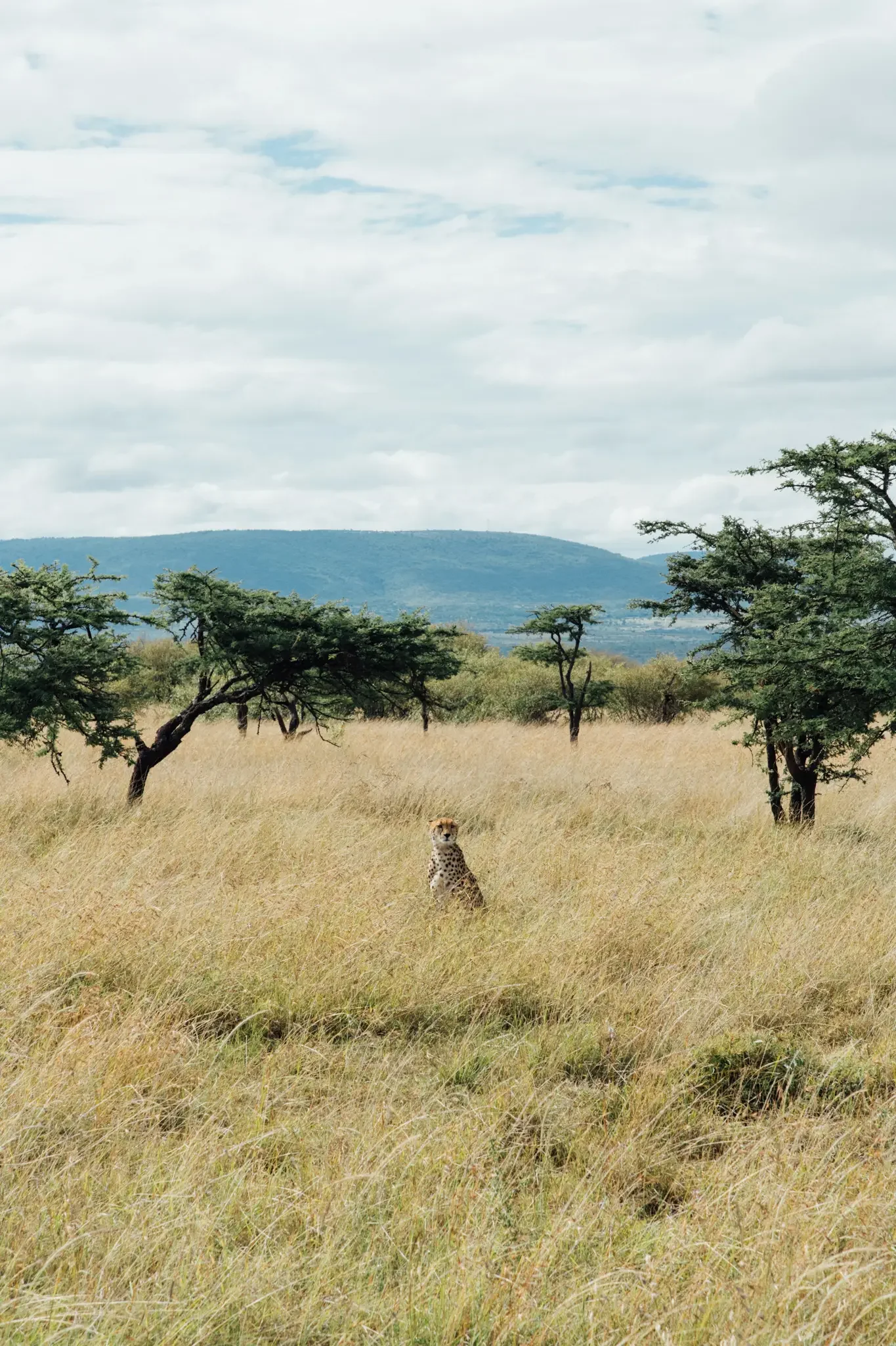 Kenya Masai Mara Safari Photography (17).webp