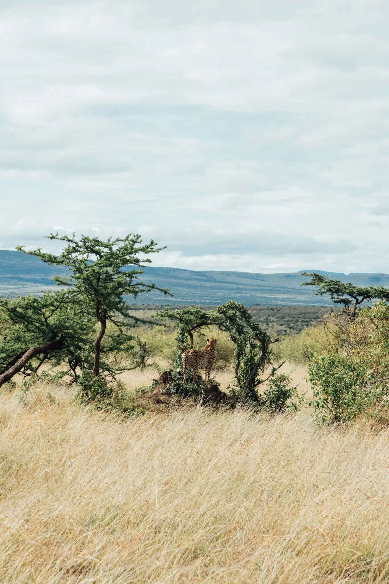 Kenya Masai Mara Safari Photography (18).webp