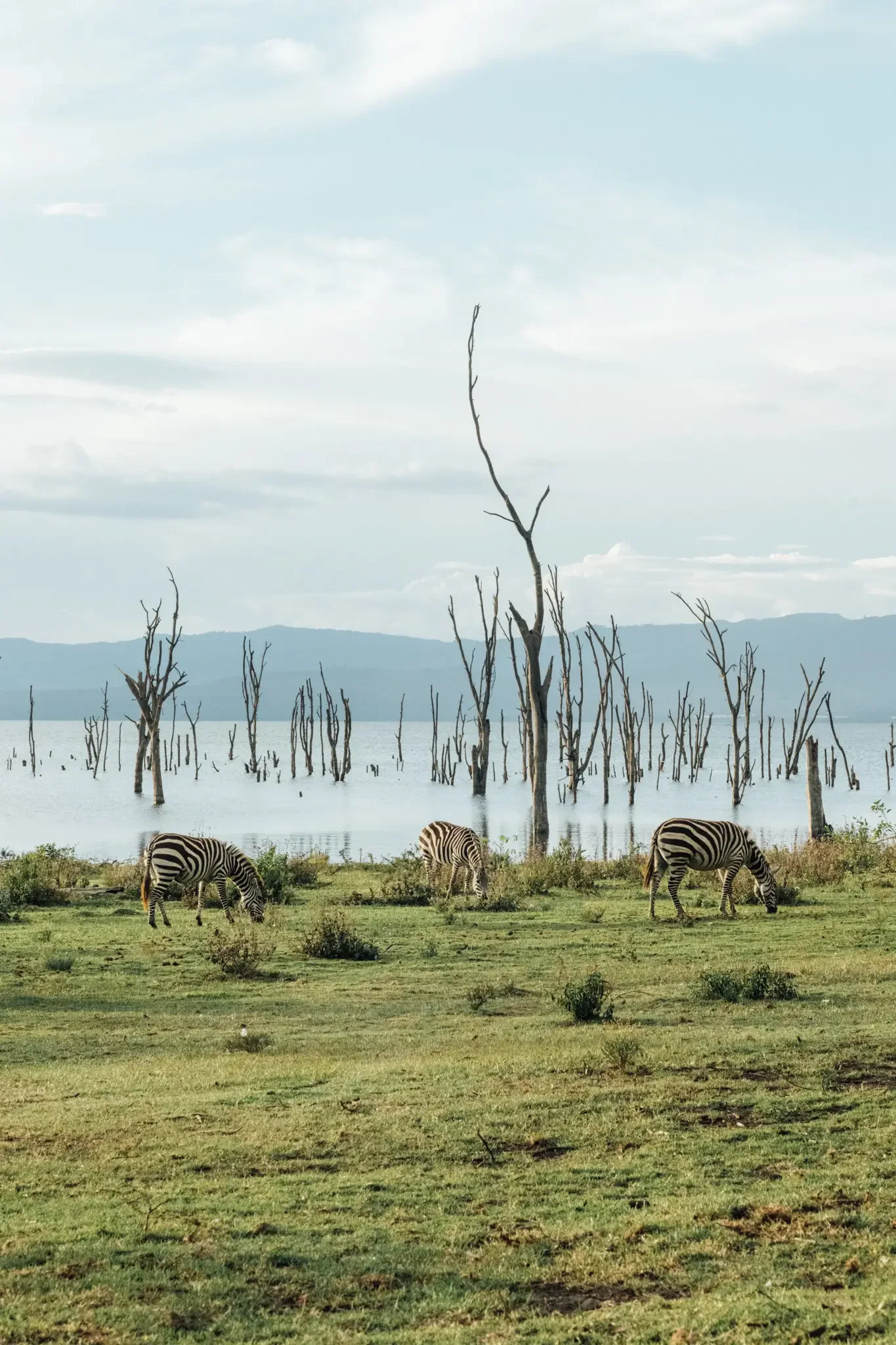Kenya Masai Mara Safari Photography (5).webp