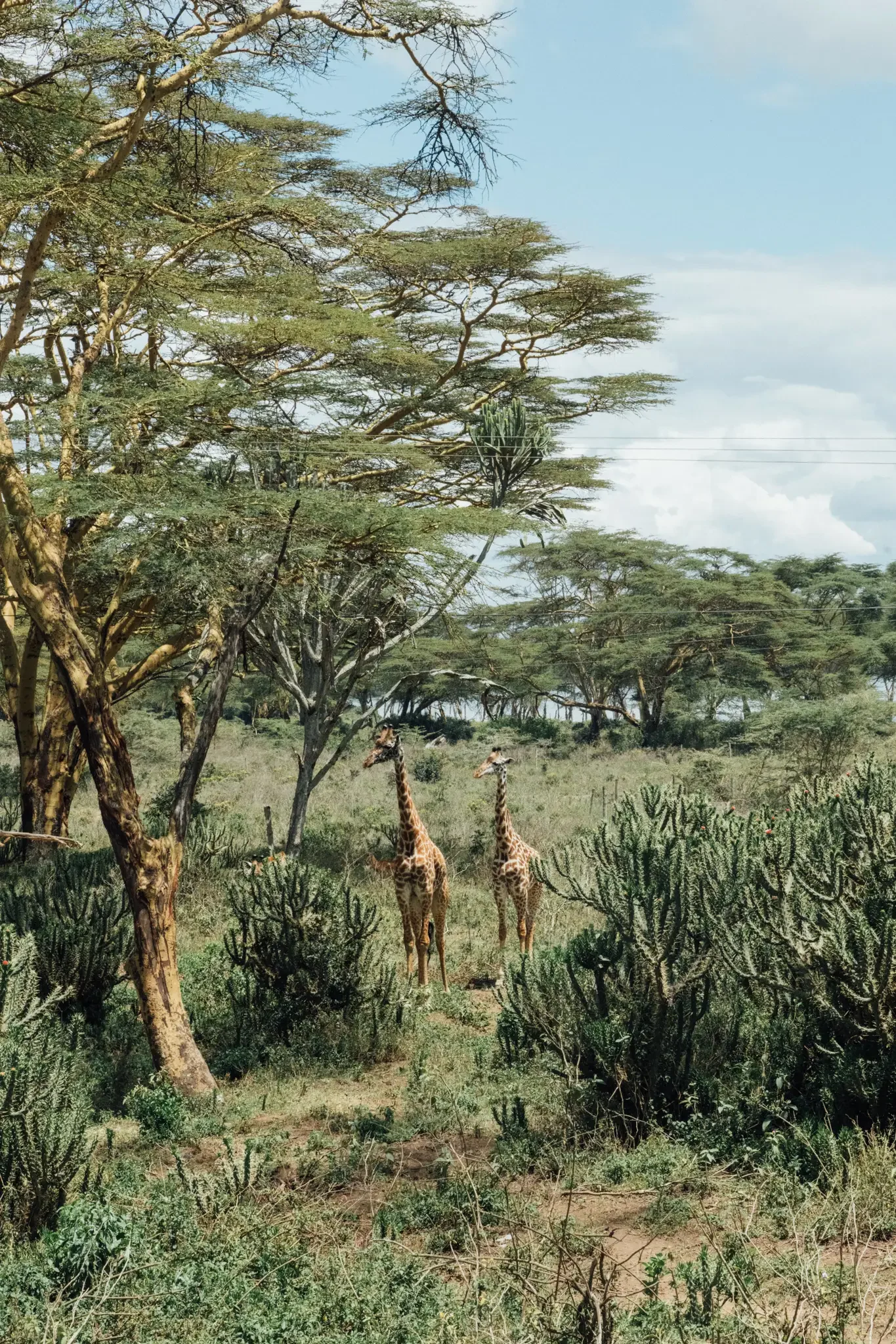 Kenya Masai Mara Safari Photography (6).webp