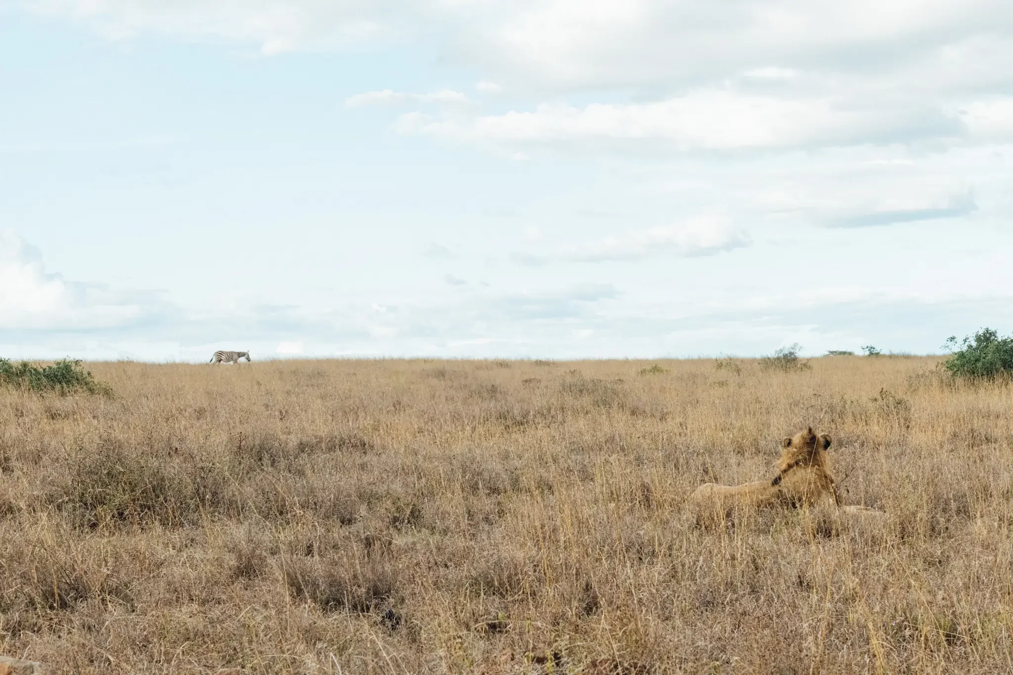 Kenya Masai Mara Safari Photography (9).webp