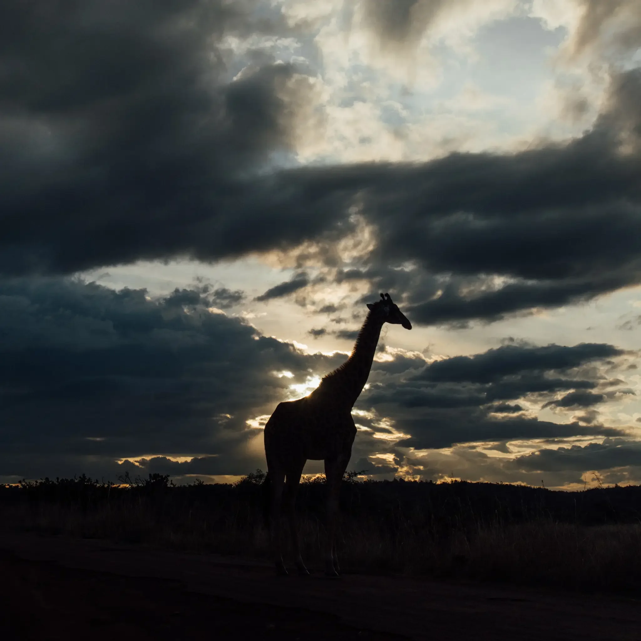 Kenya Masai Mara Safari Photography (10).webp