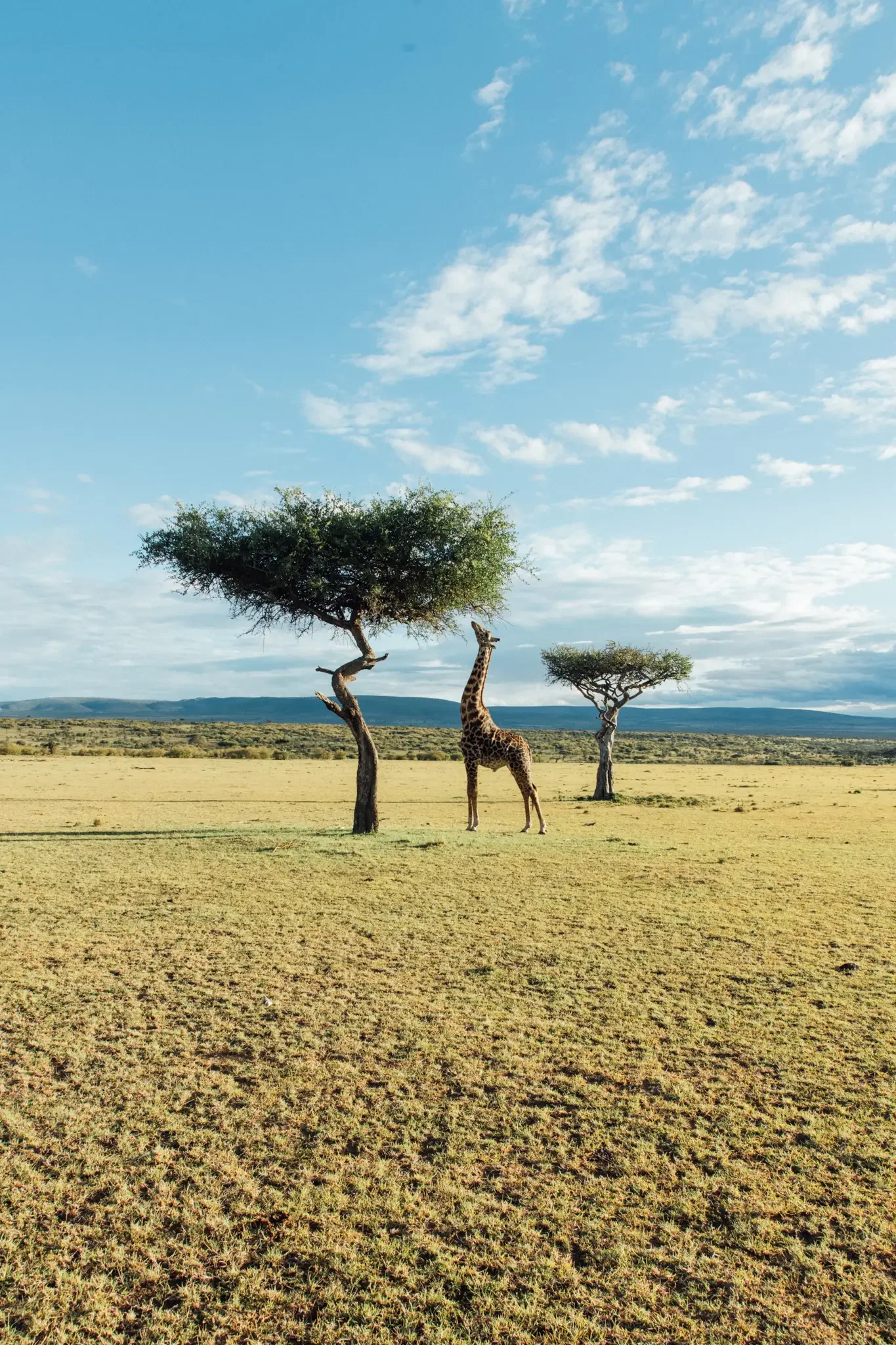 Masai Mara Safari