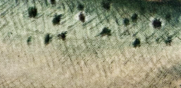 Close-up of textured surface with small dark spots and a gradient of color from green to beige.