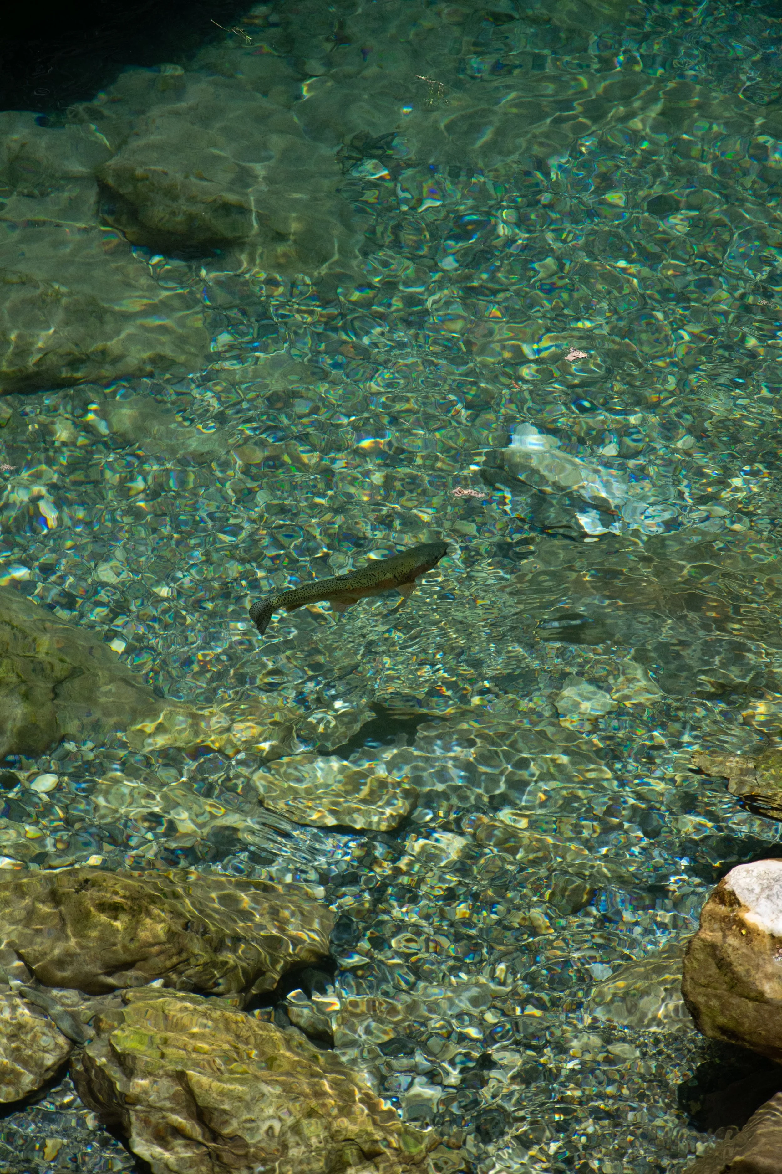 Clear water over rocks, with fish swimming near the bottom of a stream or river.