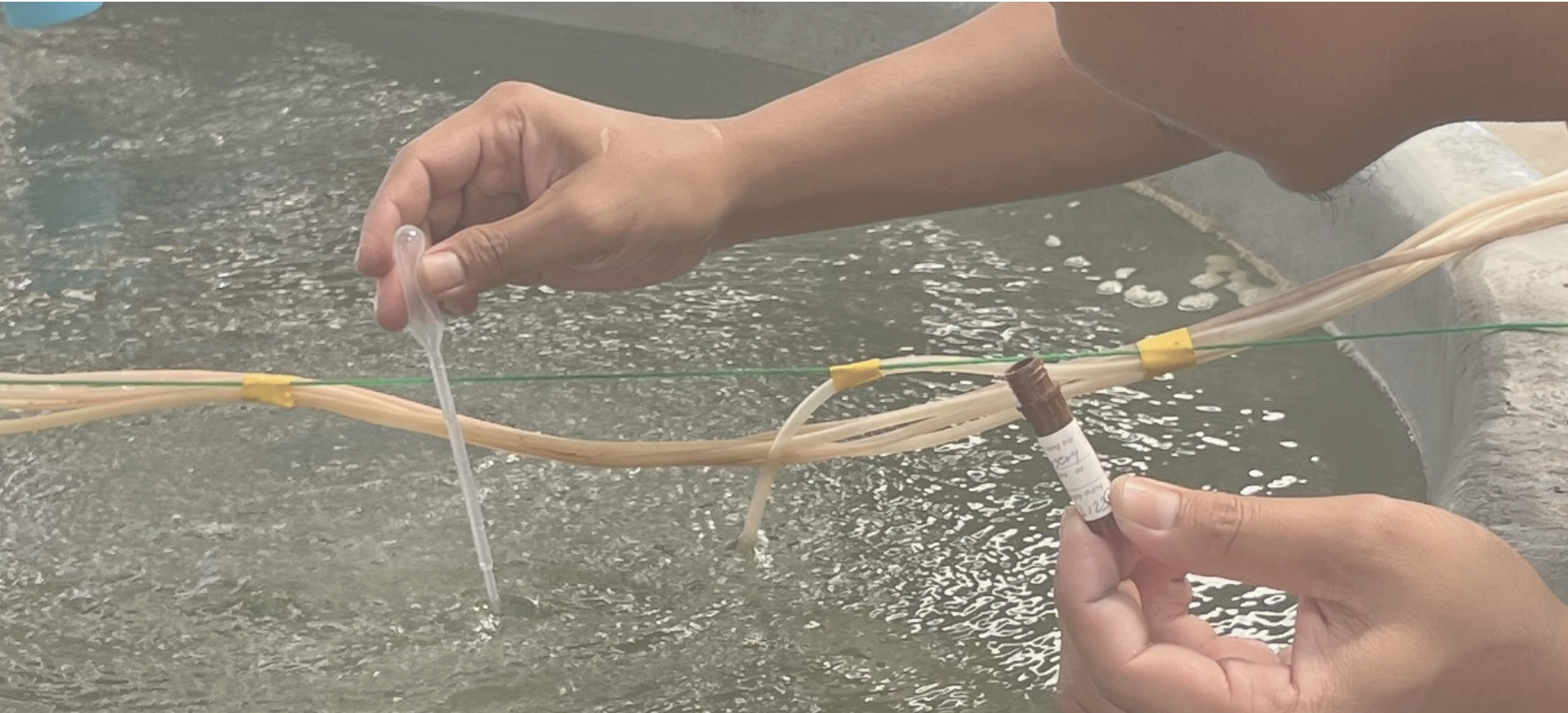 Person's hands handling a sample collection device near a body of water, with tubing and labeled container visible.
