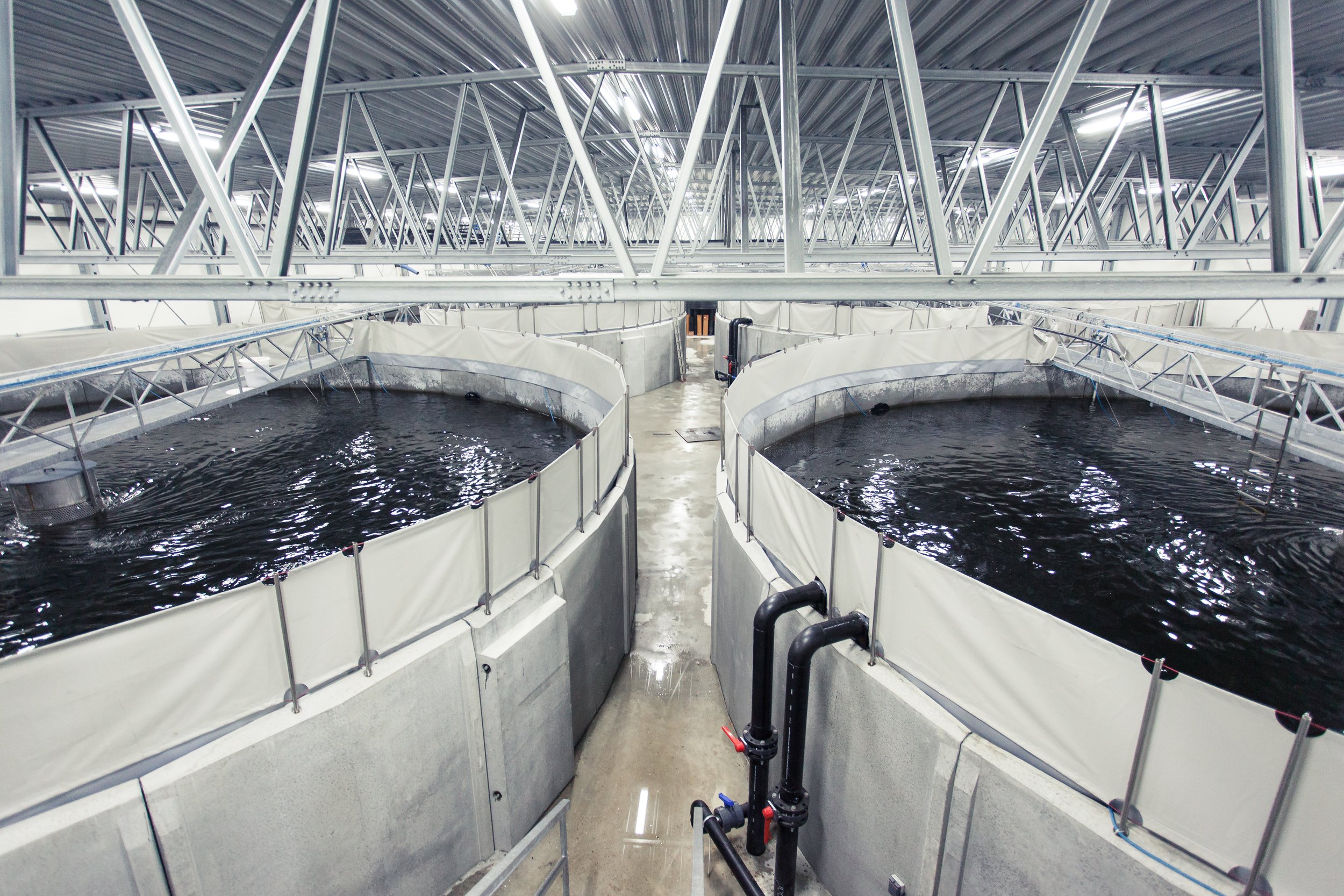 Indoor fish farming tanks with black water, metal support structures, and piping system.