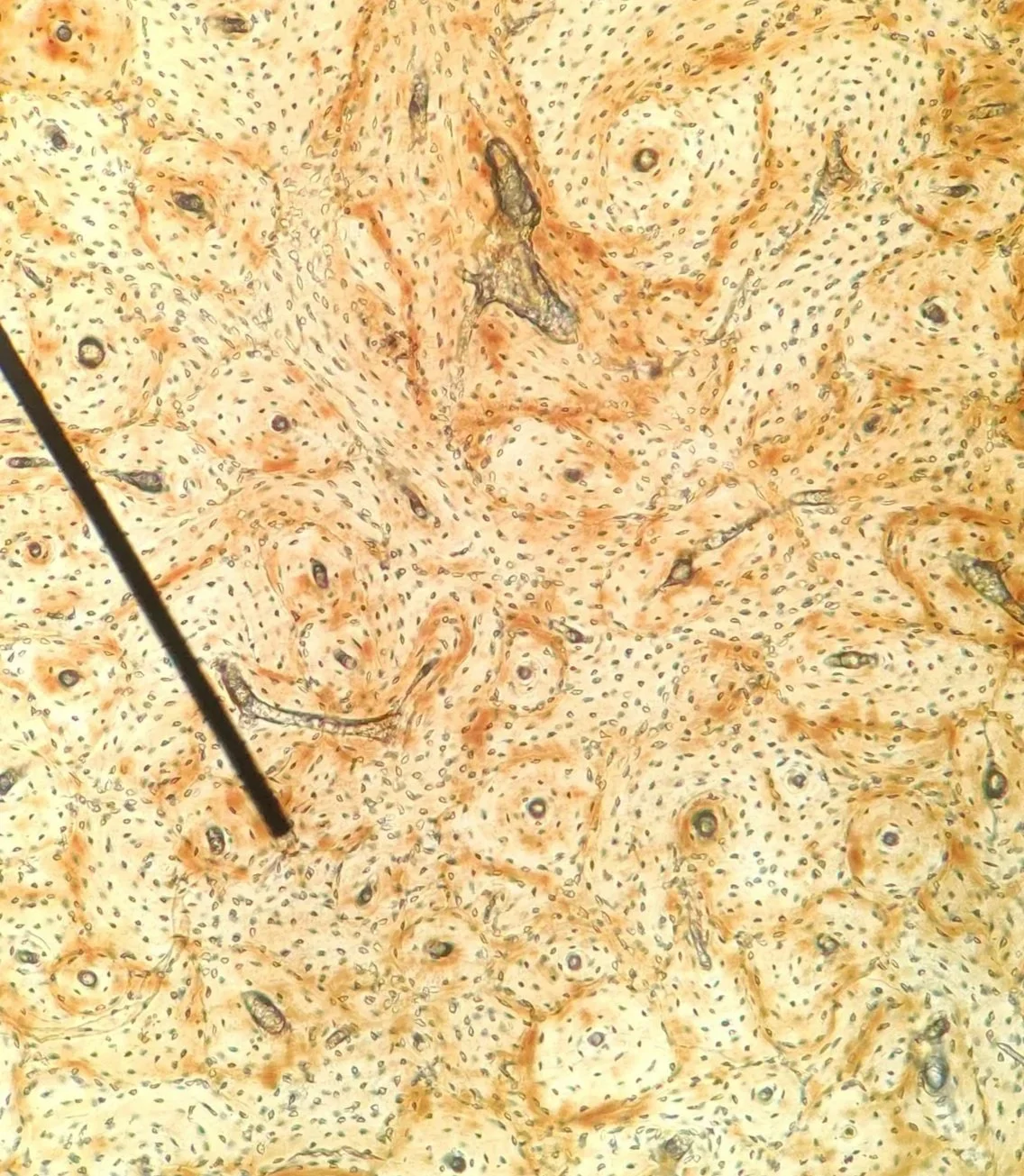 Close-up view of a microscope slide with animal tissue, showing multiple cells with dark nuclei and orange cytoplasm, and a black pointer.