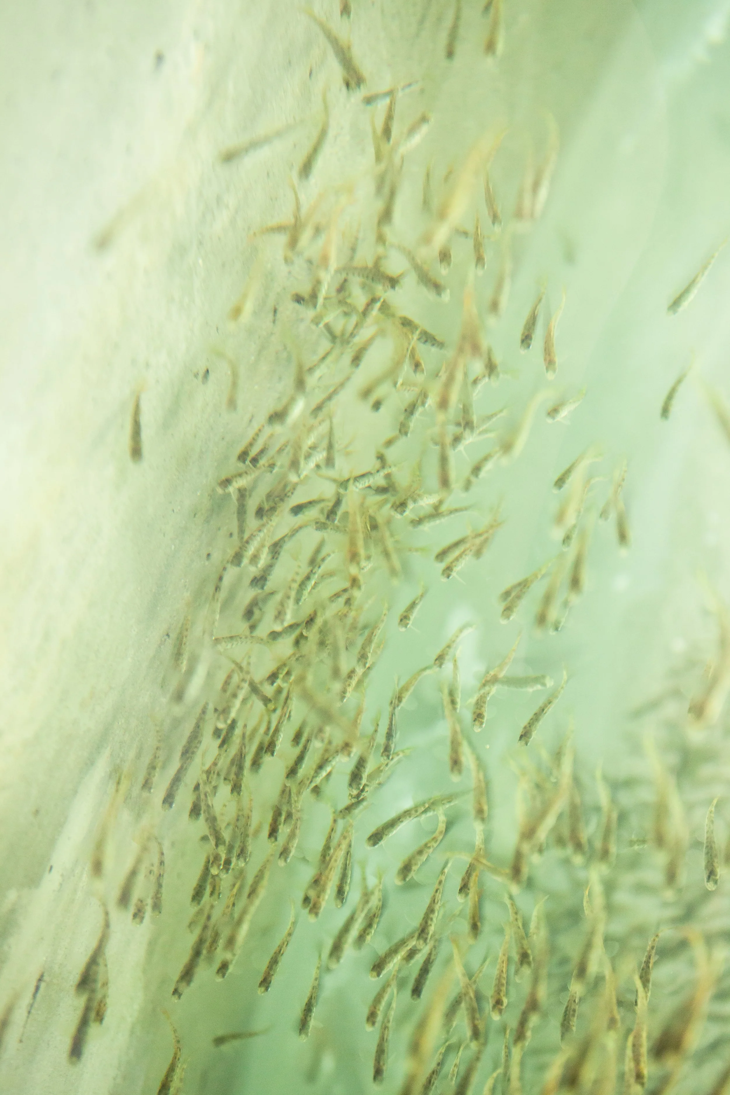 Close-up of small fish swimming in a light greenish, watery environment.