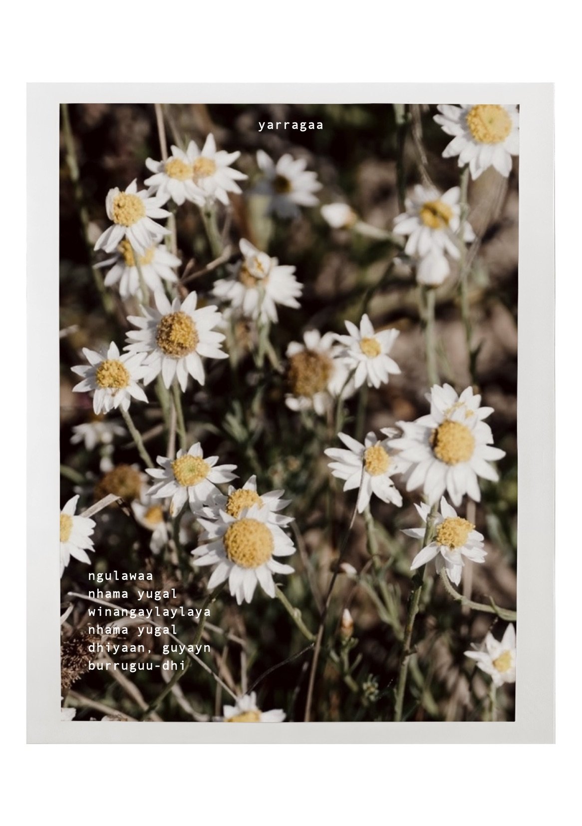 a song of seasons 

a song of love 

of kinship, flowers 

made in time of creation