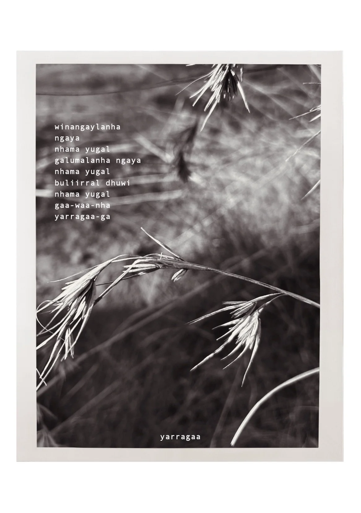 a song i remember 

a song i care for 

a song within breath 

carried along on 

spring wind