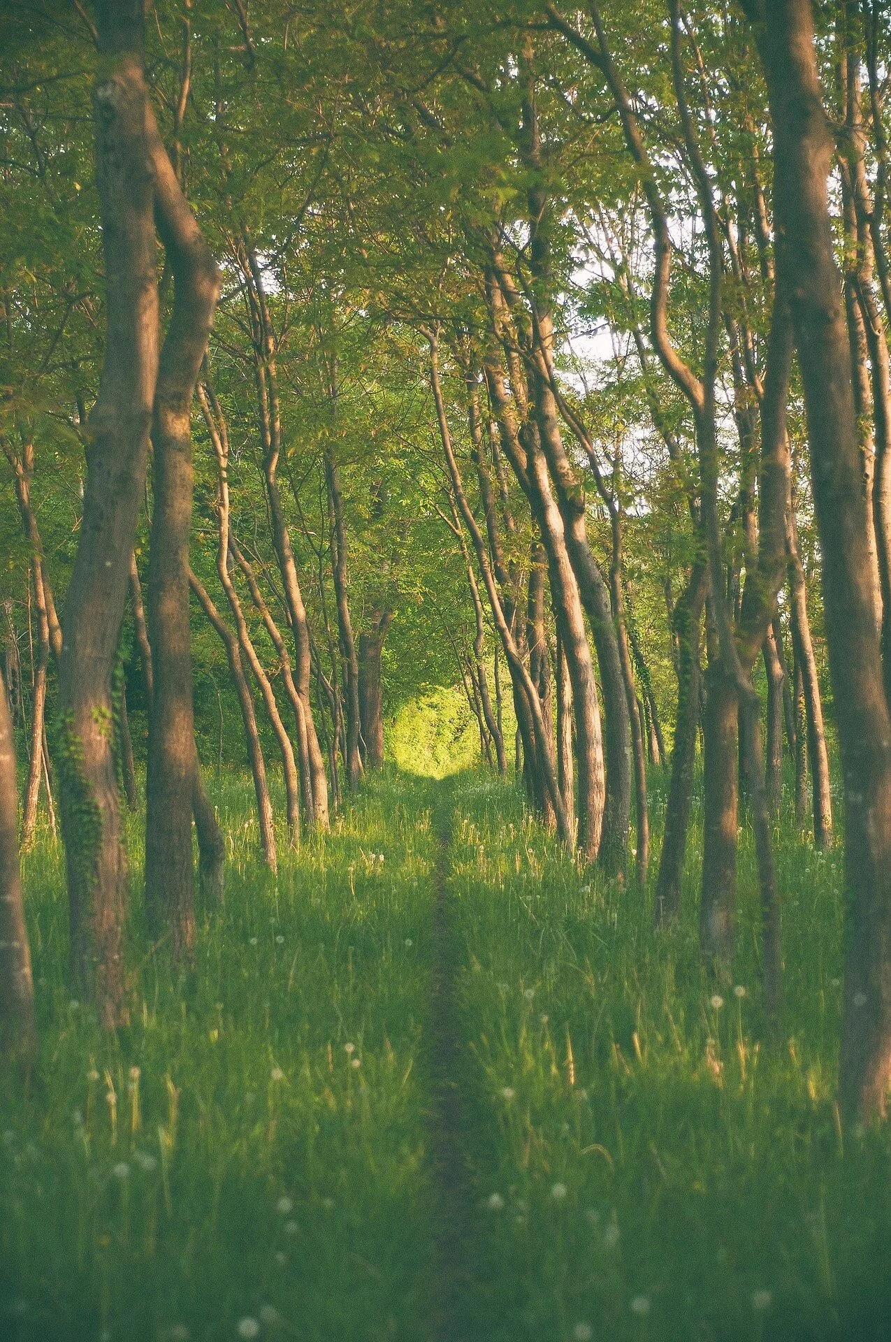 Sommes-nous libres de choisir le chemin de notre vie?