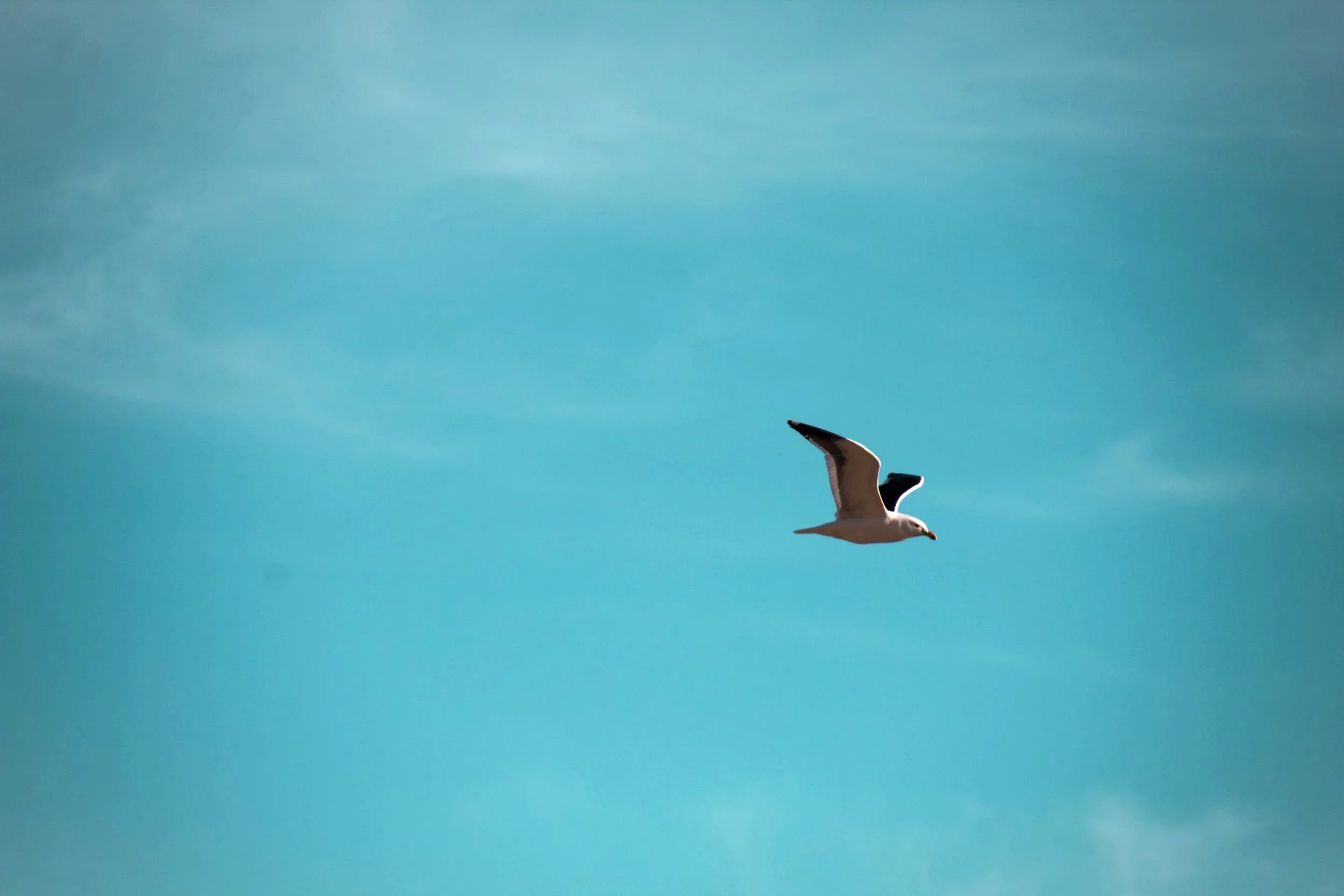Sense of legitimacy and changemakers