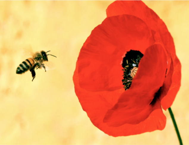 Être ou ne pas être [une abeille]:  telle est la question pour les actrices* du changement