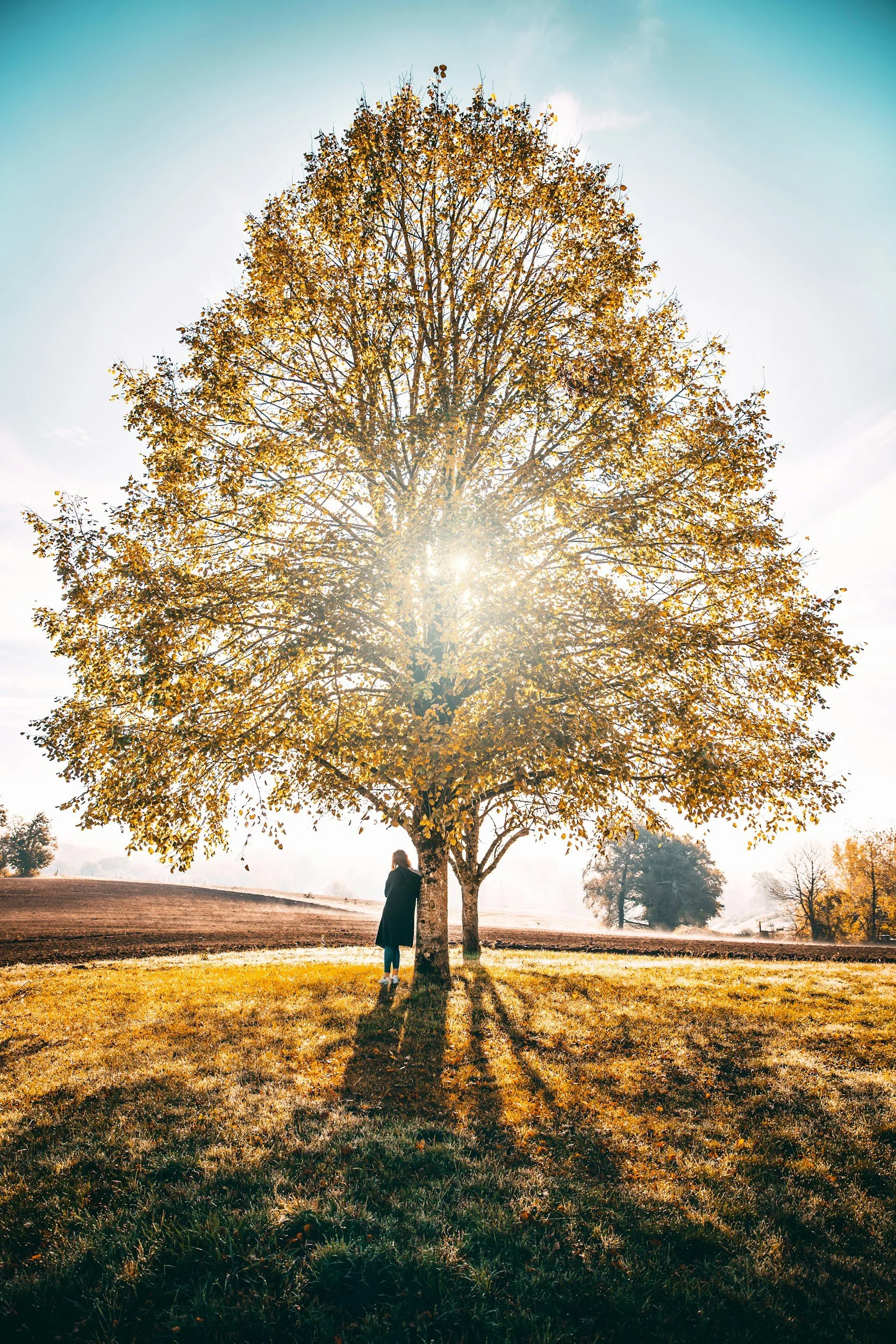 A person standing next to a large tree with yellow and orange autumn leaves, sunlight shining through the branches, casting long shadows on the grass, with a few other trees in the background.