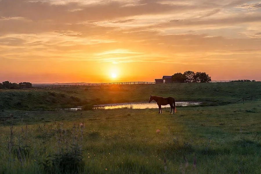 A horse standing in a grassy field near a small pond at sunset, with a fence, trees, and a house in the background.