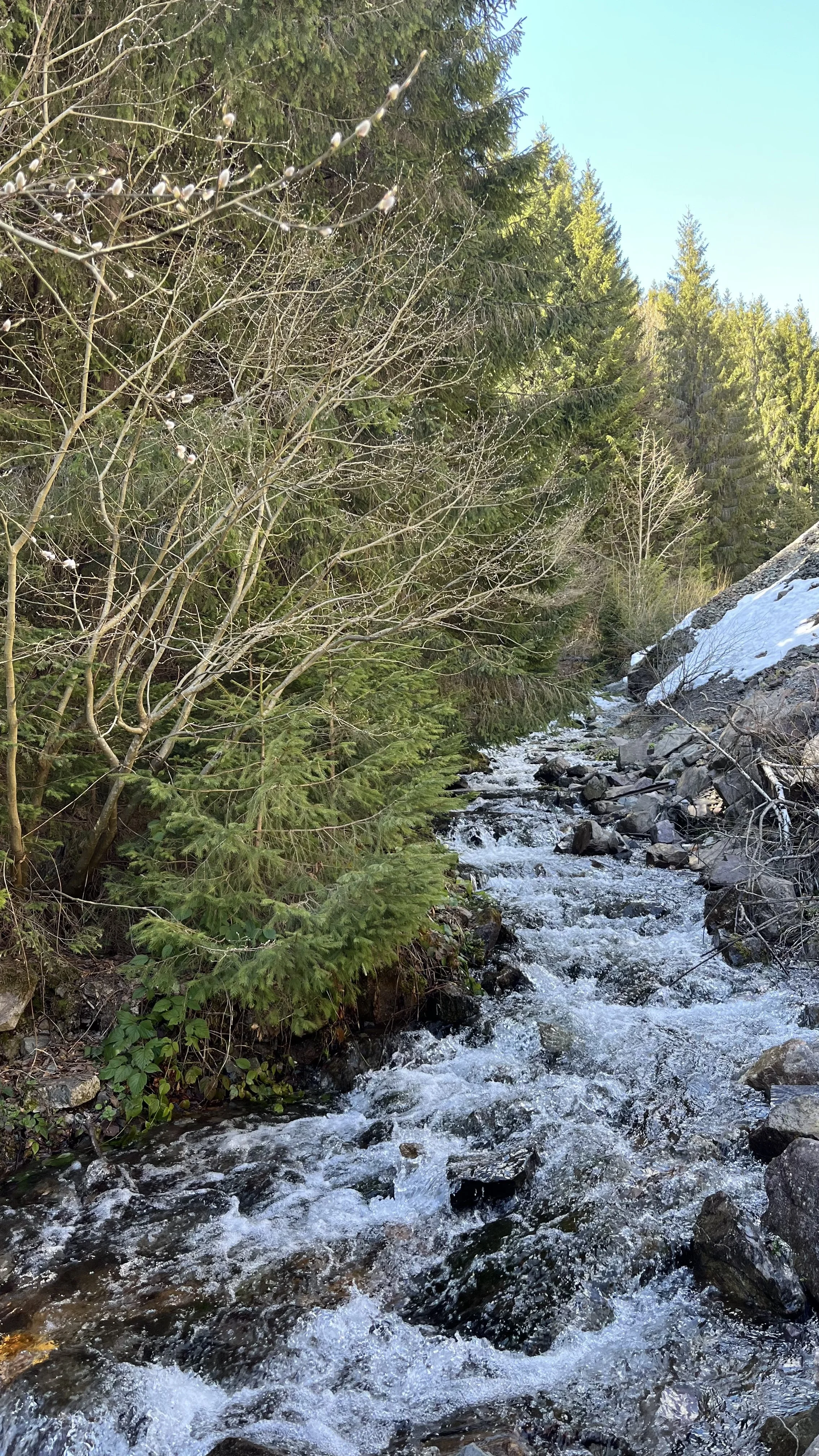 A mountain stream flowing over rocks in a forested area, with evergreen trees and some snow on the ground under a clear sky.