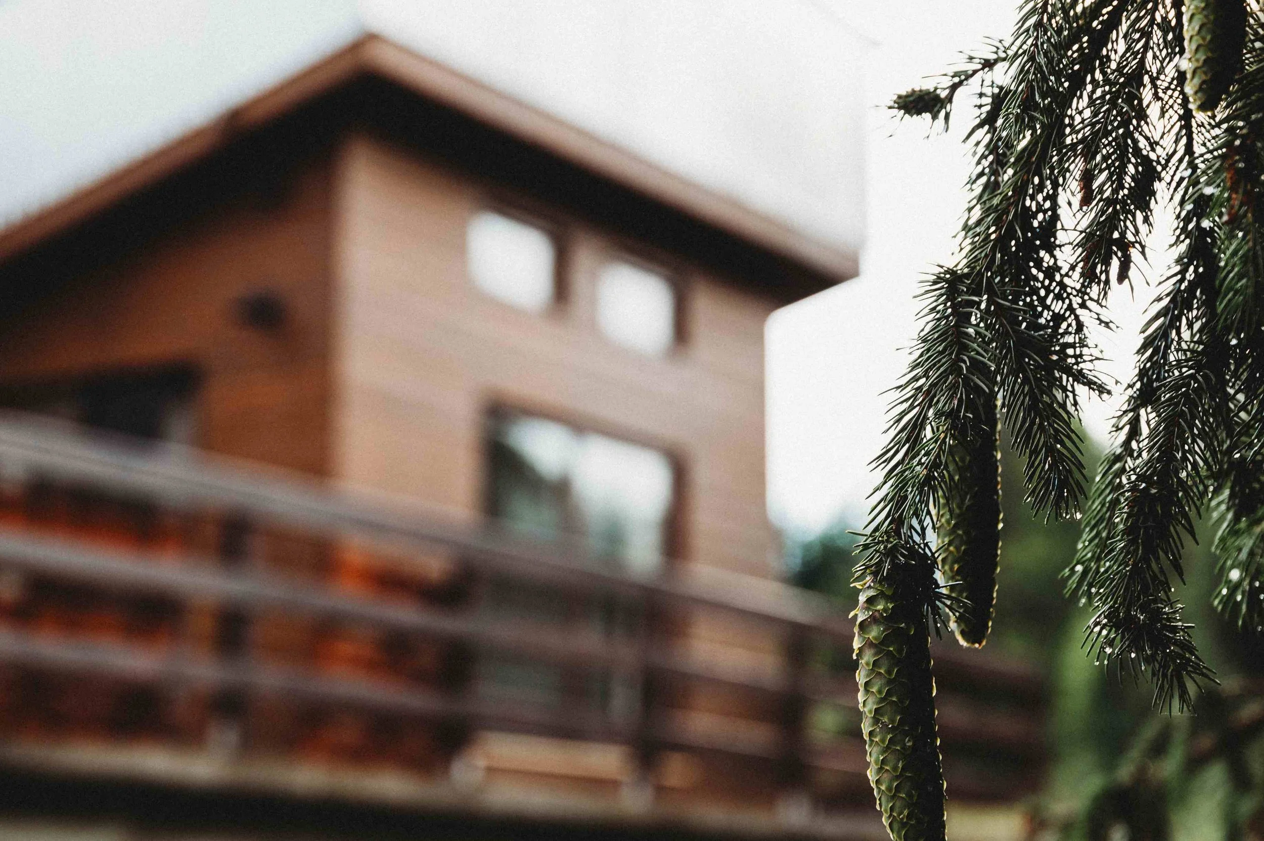 Close-up of pine tree branches with pinecones on the right side of the image. A residential structure with multiple windows and a balcony is visible in the background on the left side of the image, with an overcast sky.