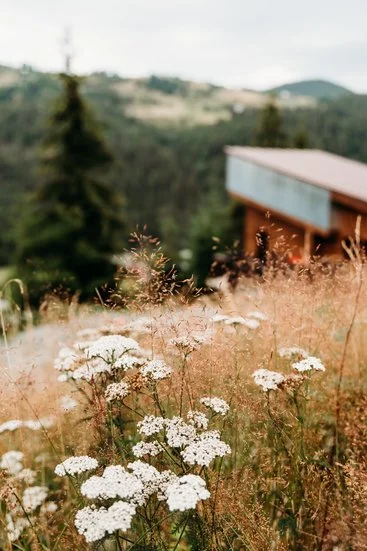 Wildflowers and tall grass in a rural field with a wooden building and hills in the background.