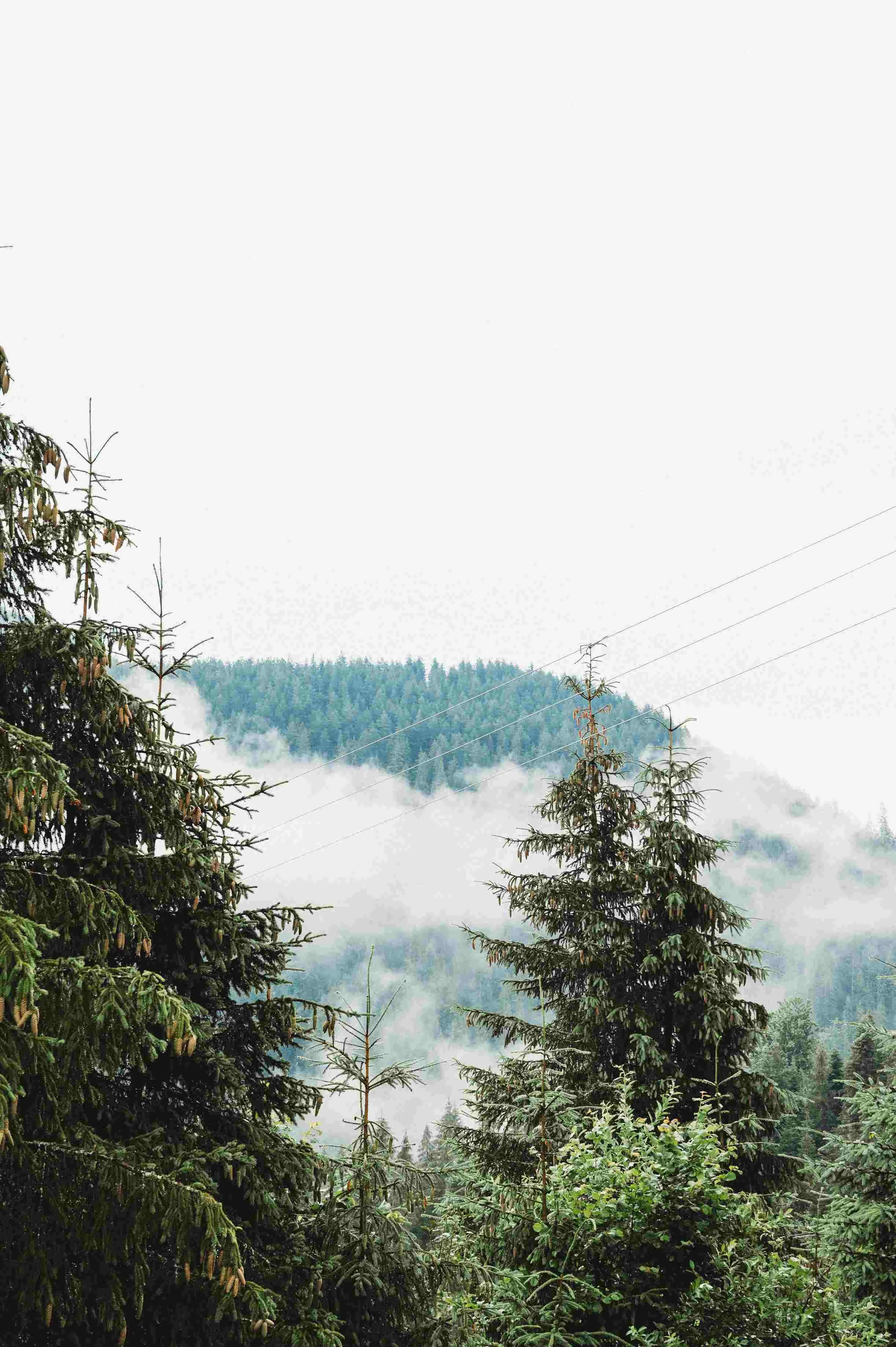 Pine trees in the foreground with a mountain covered in dense forest in the background, partially obscured by fog and clouds.