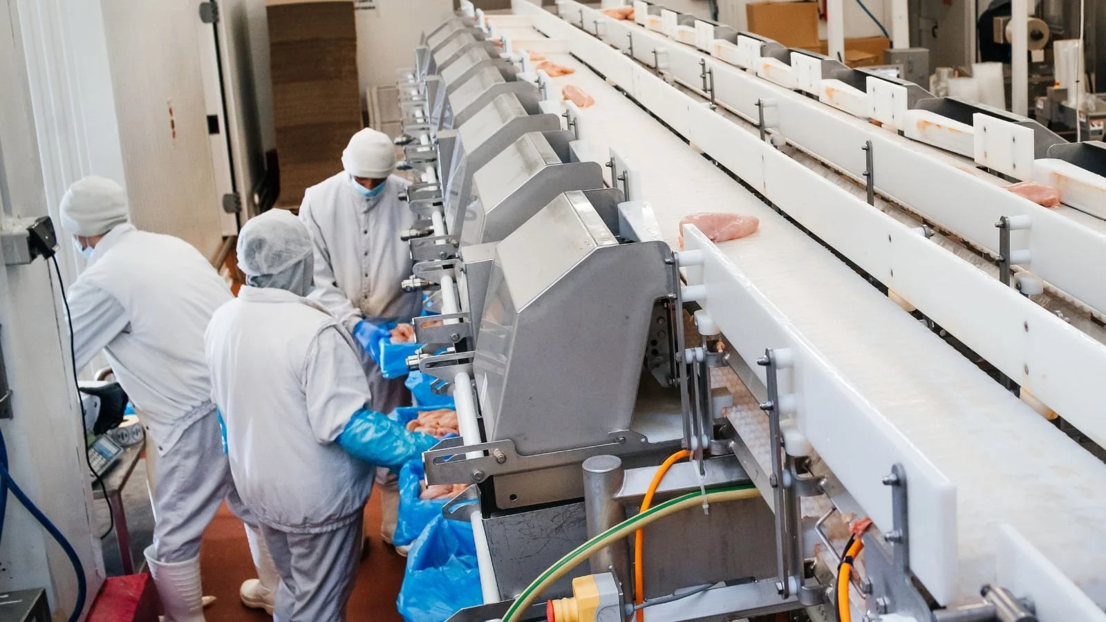Workers in protective clothing processing chicken on a conveyor belt in a poultry processing plant.
